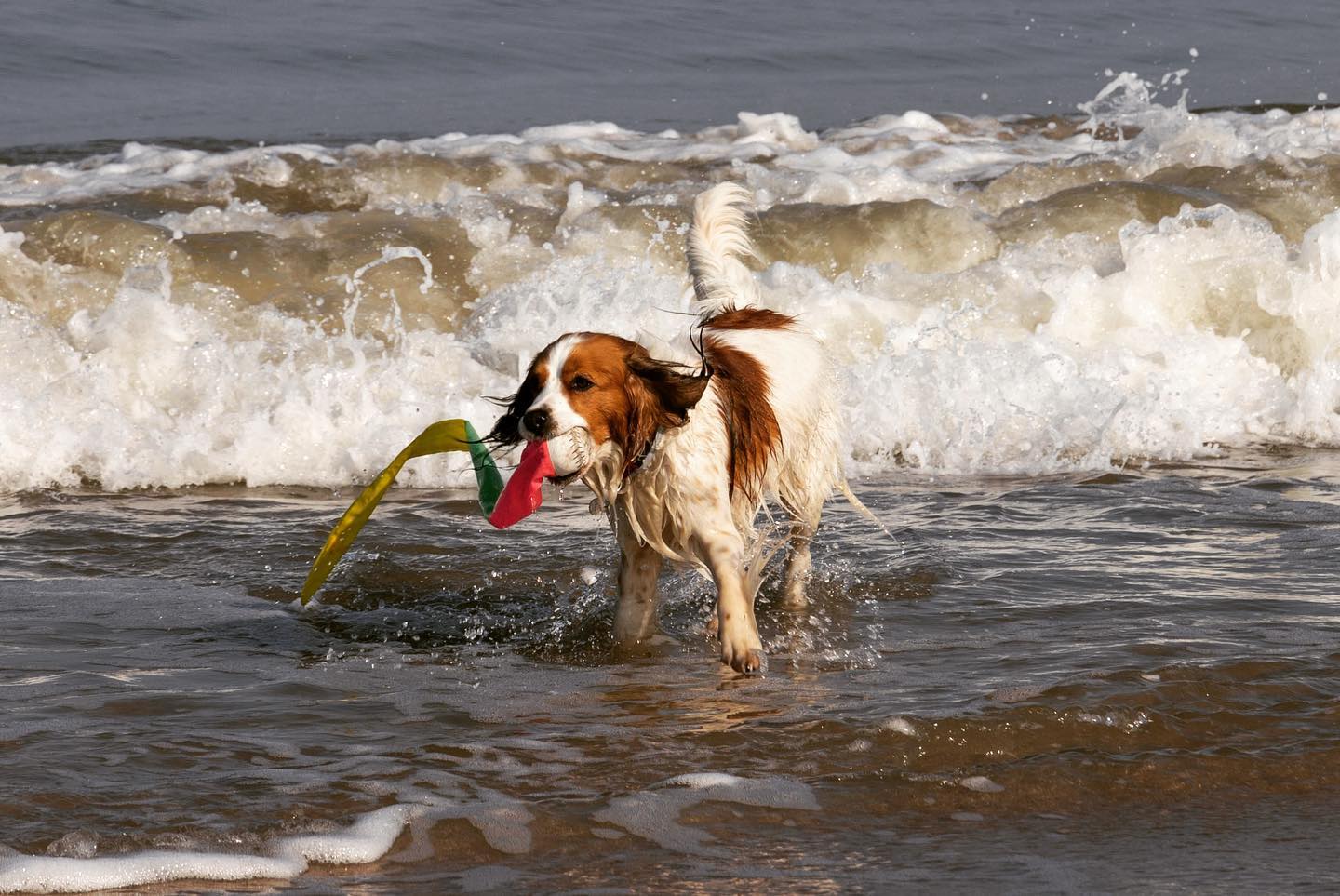 Met dit heerlijke weer kan Indy niet wachten om de zee weer in te duiken! #kooikerhondje #kooiker #kooikersofinstagram