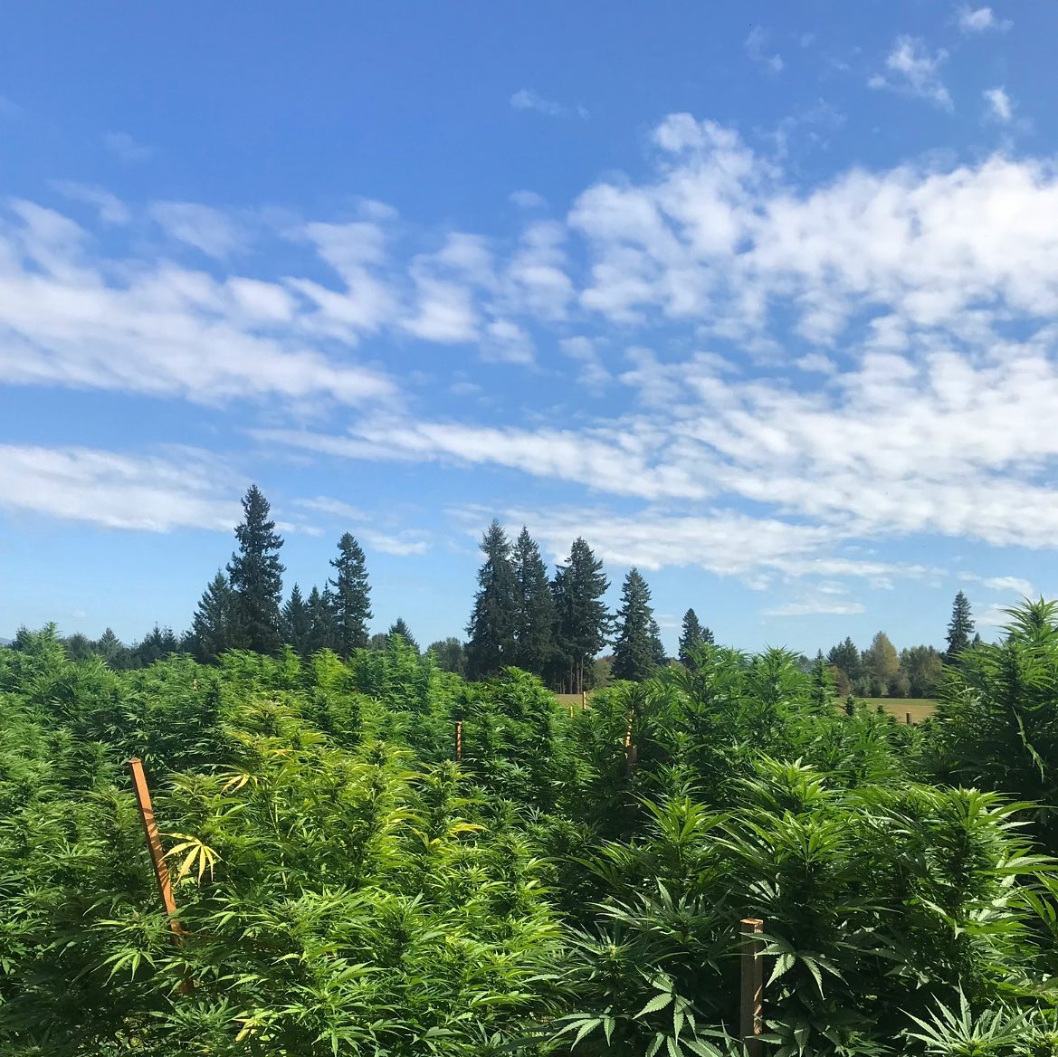 ⭐️ SALE! ⭐️
Blue Skies are back! We are excited to announce our online store is back up and running! In order to celebrate this exciting news we are offering 35% OFF site wide! Link to the online store in our bio!