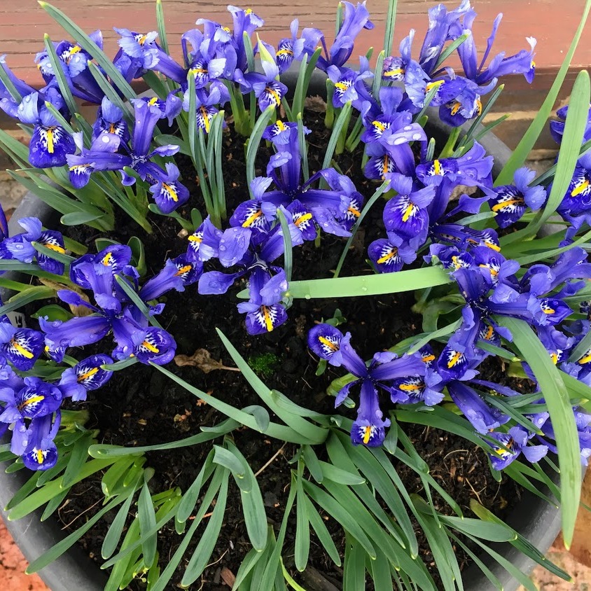 It might seem grey and miserable outside in winter months, but there are plenty of winter flowers to provide colour and interest in our gardens in January & February. From ever so popular and varied Hellebore cultivars to little, but so impactful Iris reticulata and carpets of Cyclamen coum to name a few.
#grandifloruscouk #woking #wearewoking #welovewoking #wokinggardens #surreygarden #surreygardens #surreygardendesign #landscapingsurrey #horsell #guildford #weybridge #cobham #esher #waltononthames #hersham #addlestone #westbyfleet #byfleet #virginiawater #surrey #surreymums #surreylife #chertsey #gardendesign #plantingdesign #gardendesigner #horticulturist #horticulture