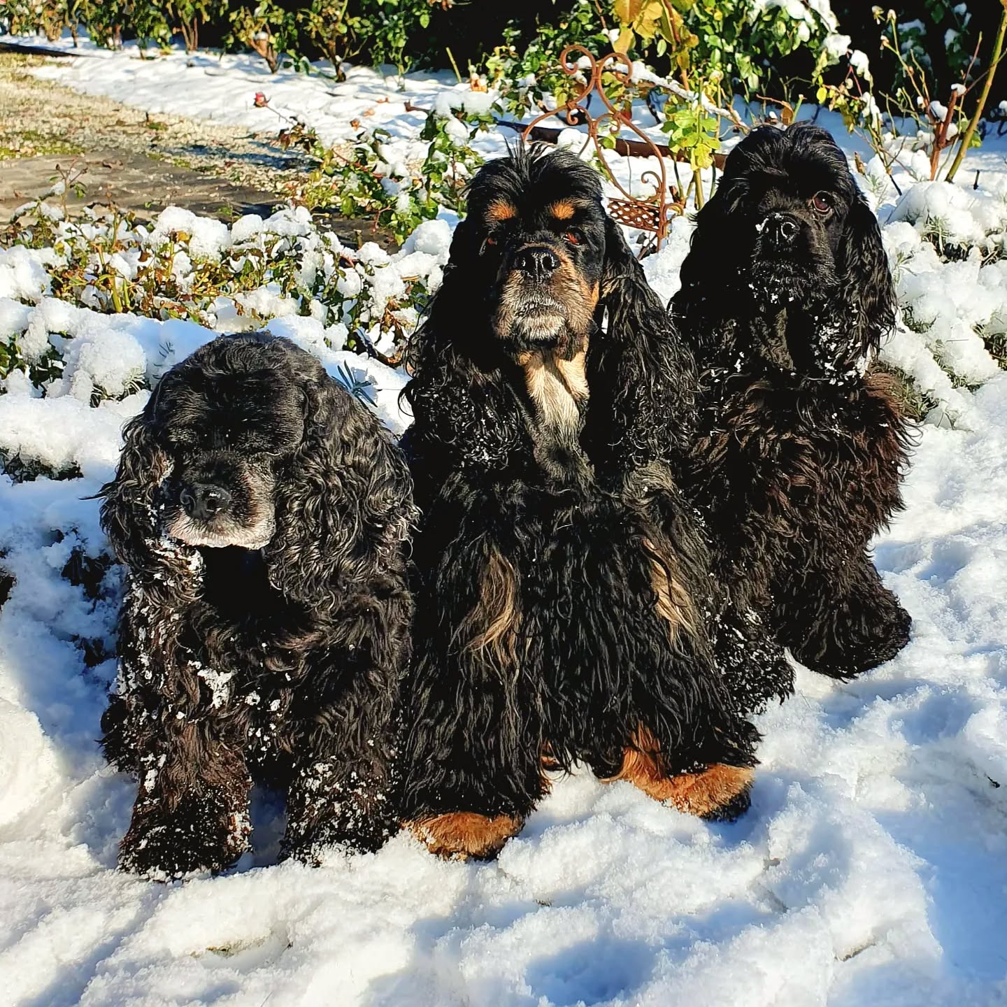 Wir wünschen allen einen schönen 1. Advent 🐕❄️
#americancocker
#cockerspaniel
#cockerinthesnow❄️