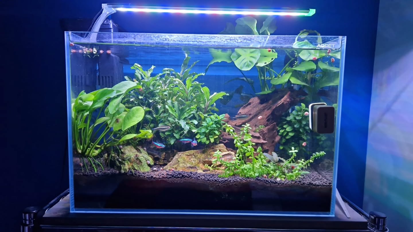 Stile minimal, piante tappezzanti, tecnologia compatta…
ma dietro c’è lo stesso protocollo.
Questo nano acquario dimostra che non conta la dimensione, ma il metodo:
✔ controllo dei parametri
✔ gestione della luce
✔ piante scelte in base all’equilibrio, non alla moda
Risultato:
un acquario ordinato, stabile e scenografico, perfetto anche per spazi ridotti.
🔁 Un solo metodo che funziona.UNICA
👉 Se vuoi replicare questi risultati
, contattaci: ti guidiamo passo dopo passo.
#NanoAcquario #Aquascaping #ProtocolloUnico #AcquariSuMisura