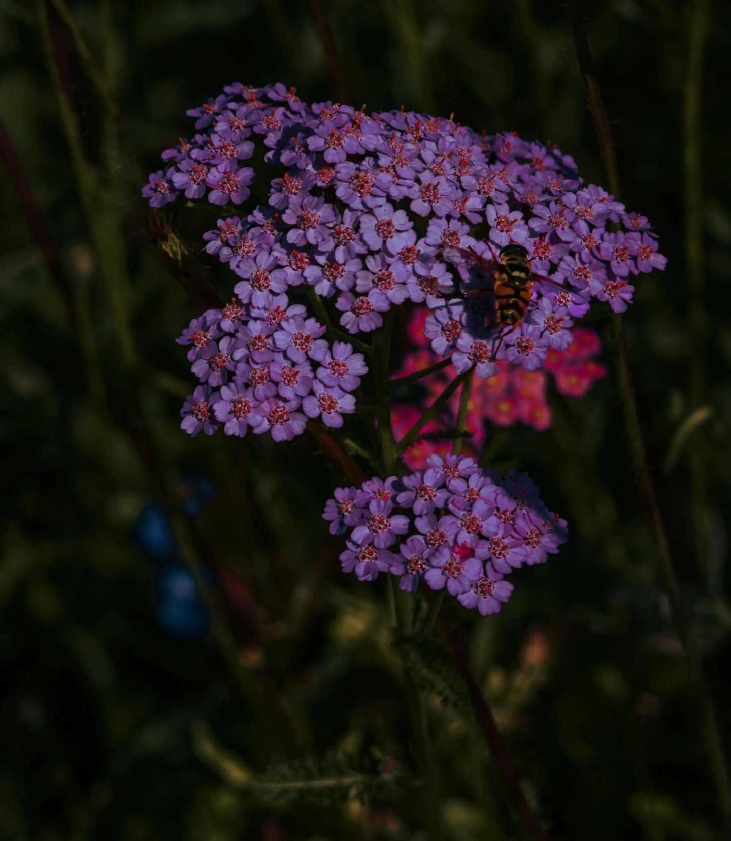 ๐บ ๐ธ ๐ ๐บ ๐ธ
Honeybee on wildflowers
#naturephotographer #naturephotography #lightroomedit #lightroomclassic #mutedtones #mutedcolours #wildlifephotographer #wildlifephotography