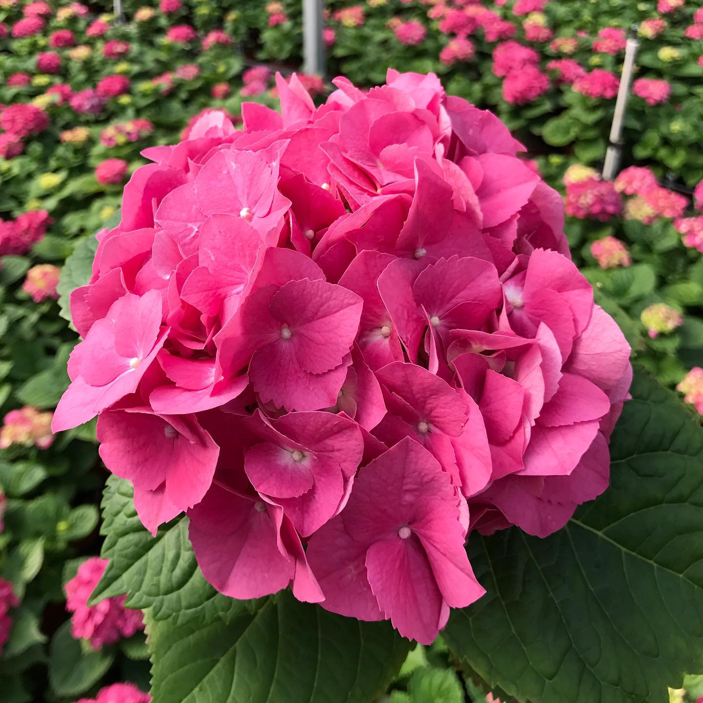 Merritt’s Supreme hydrangea in a bold rose pink!