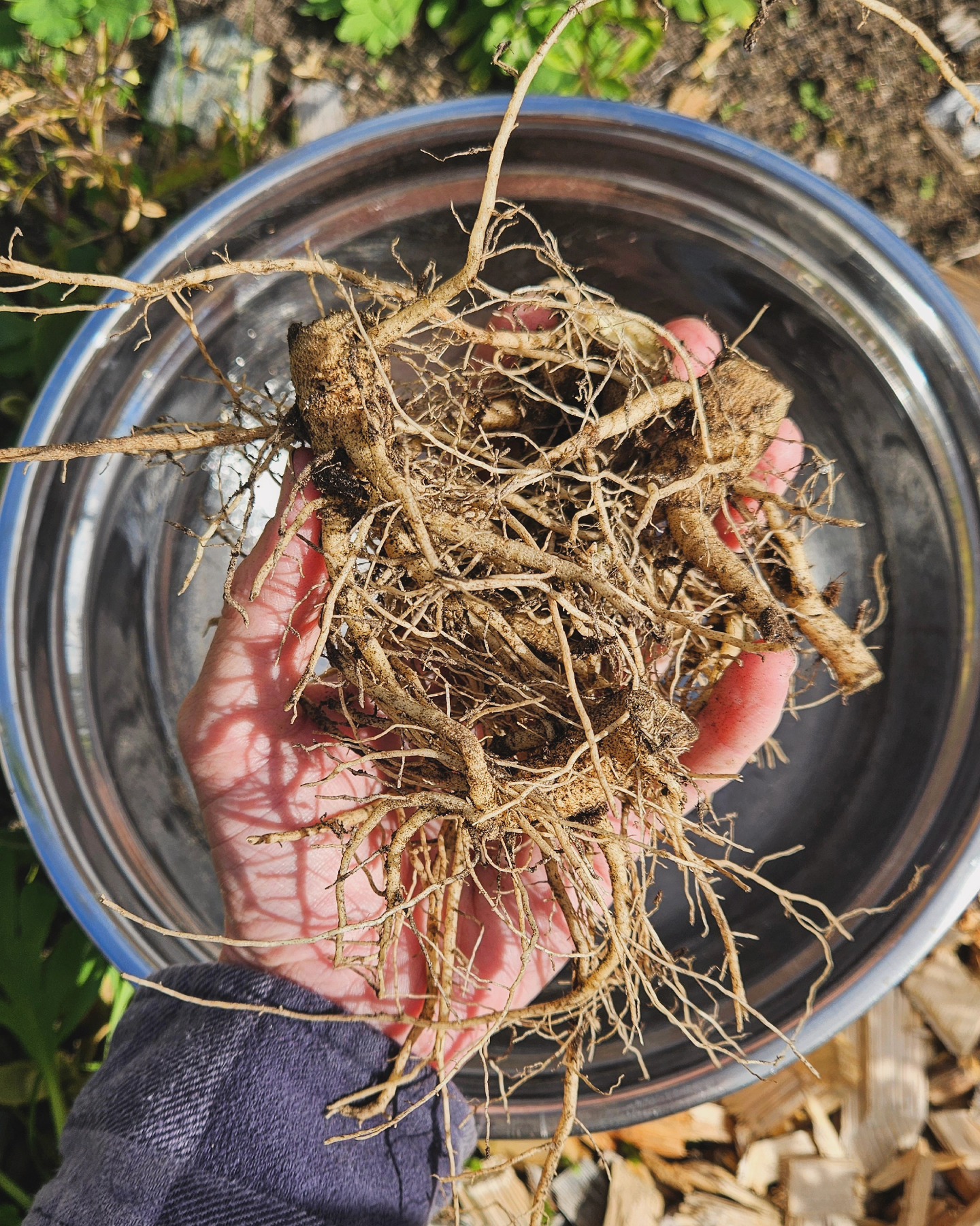 Autumn means root harvests are afoot! πΏ Just enough Ashwagandha to make a jar of tincture for my 1-on-1 client apothecary! π
#ashwagandha #adaptogens #herbalism #gardening