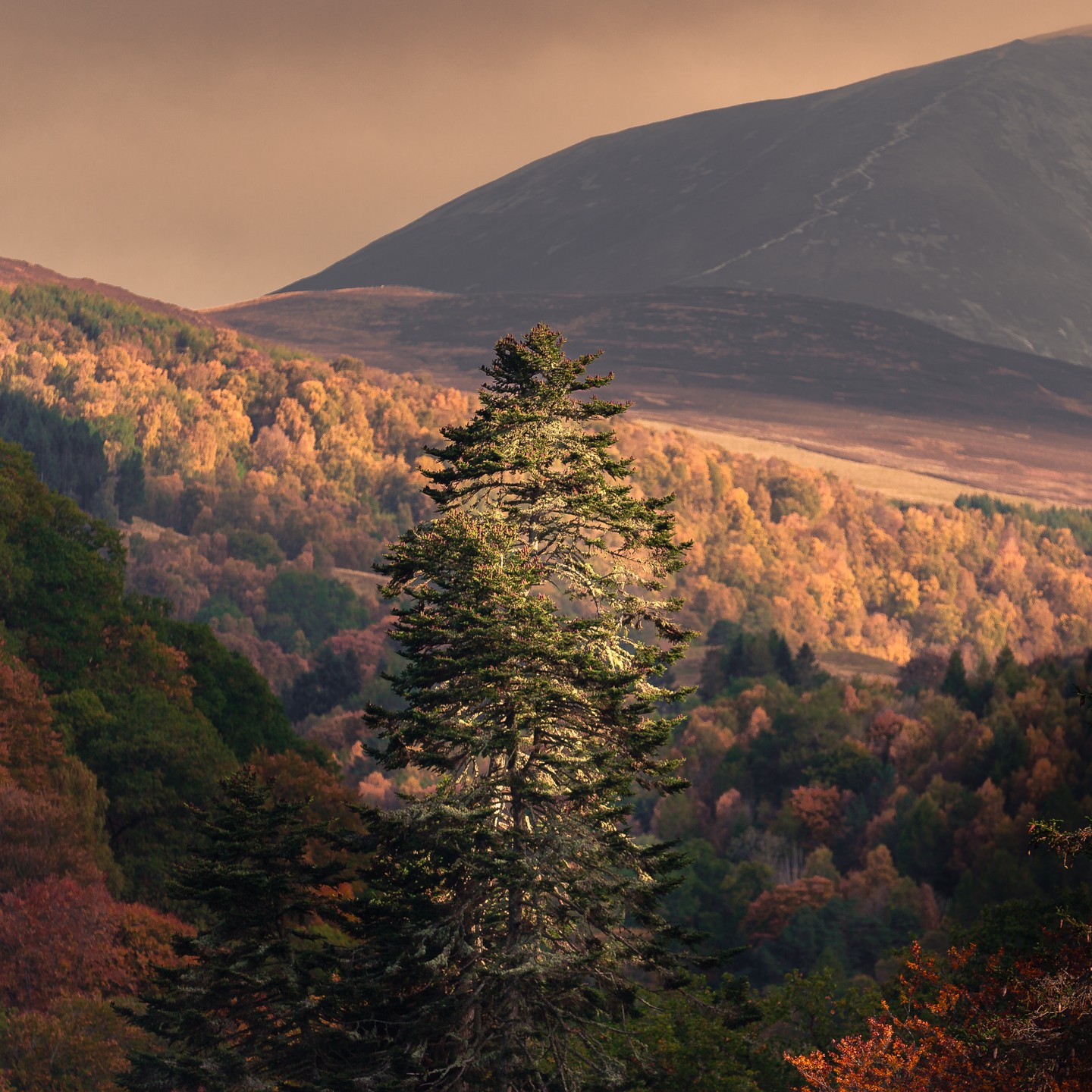 Merry Christmas everyone - now to figure out a safe way to put a star atop this.
#garrybridge #killiecrankie #pitlochry #scottishsunset #scotlandlandscapes #visitscotland #hiddenscotland #trossachsnationalpark #scenicviews #sunsetmagic #explorescotland #naturephotography #scottishscenery #outdoorvibes #wildscotland #wildernessculture #beautifulscotland #lovewinter #seasonalbeauty #festivescotland #christmasvibes #sunsetphotography #treefocus #scotlandadventures #winterwonderland #scotlandnature #natureatitsbest #untamedscotland #forestviews #holidayseason