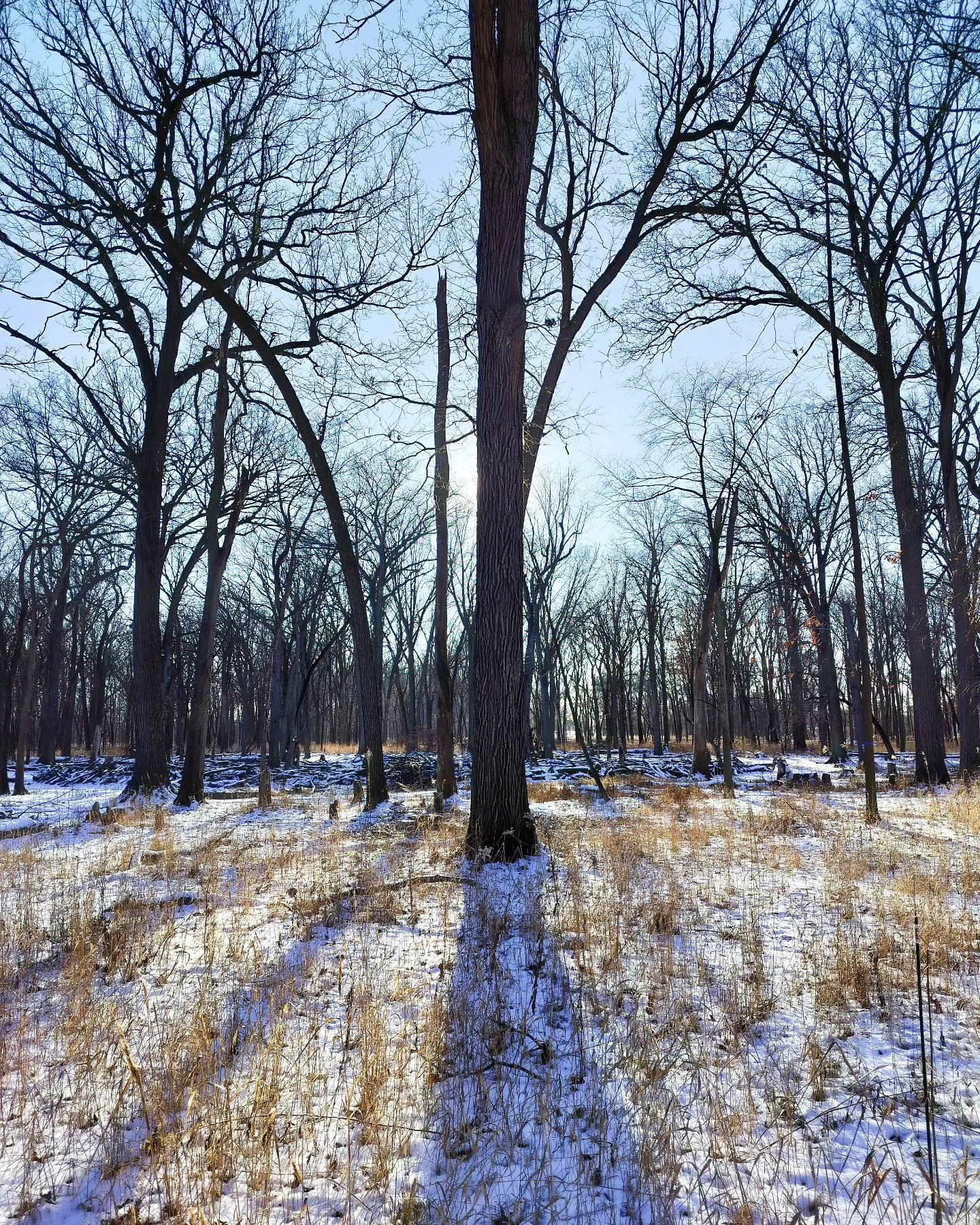 Shadows and sunbeams in the flatwoods on a cold, bright January afternoon.