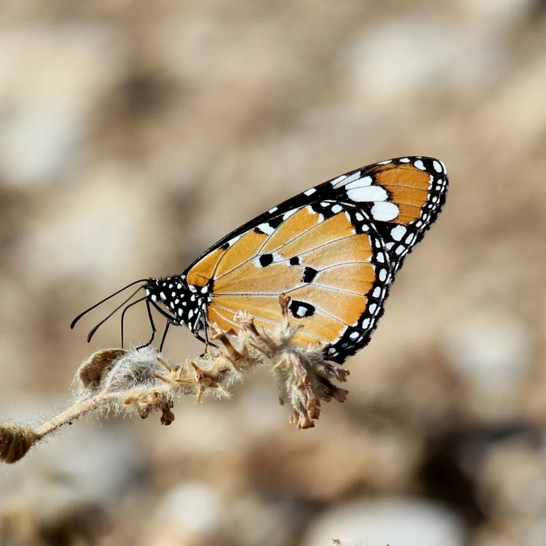 A plain tiger at Tzanata reservoir.
#islandwildlife #kefaloniawildlife #guidedwildlifewalks #kefaloniawildlife #plaintiger