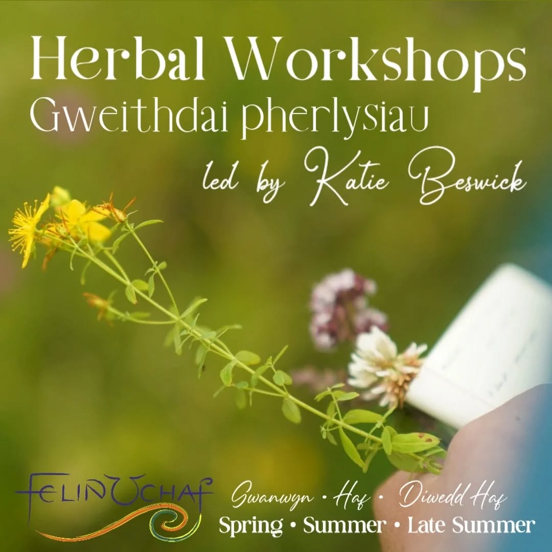 Designed to nurture your connection with nature, deepen your herbal knowledge, and support you and your family’s well-being throughout the seasons. Let’s gather and celebrate the rhythms of nature together. exploring the beautiful land at Felin and discovering new ways of deepening relationships with the plants we meet there. This course is for both beginners and those who want to expand their herbal knowledge
Spring Workshop (April 14th): Herbal ways for Spring vitality
Spend a day at the beautiful Felin Uchaf as we explore the gifts of spring. Together, we’ll:
🌿 Learn safe identification, harvesting methods, remedy-making techniques, and wellness practices.
🌼 Tune into the energy of the season to discover what our bodies and families need this spring, focusing on how to support specific organ systems for seasonal wellness.
✨ Deepen our connection with nature through plant communication and soul-nurturing practices.
🌞 Summer Workshop (June 29th): Herbal ways for Summer Ease
Featuring special guest Lucy Jones, a medical herbalist, queen of self-sufficiency herbalism, renown authoress and one of my favourite herbal teachers . Learn more about Lucy and her work at www.myrobalanclinic.com. HONESTLY NOT TO BE MISSED
🍂 Autumn Workshop (August 24th): Herbal ways for Winter Wellness and Resilience
In this session, we’ll prepare for the colder months with a focus on immune-boosting herbs and strategies to enhance your resilience and vitality throughout autumn and winter as well as learning how to make these wonderful medicines of the season
...
**cymraeg wedi atodi isod