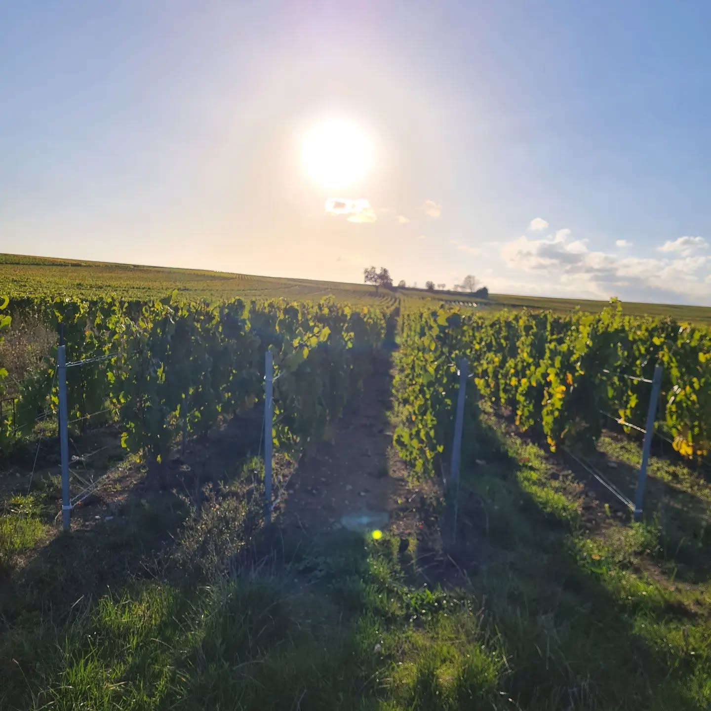 Soleil d'automne
#grandcru #montagnedereims #champagnelover