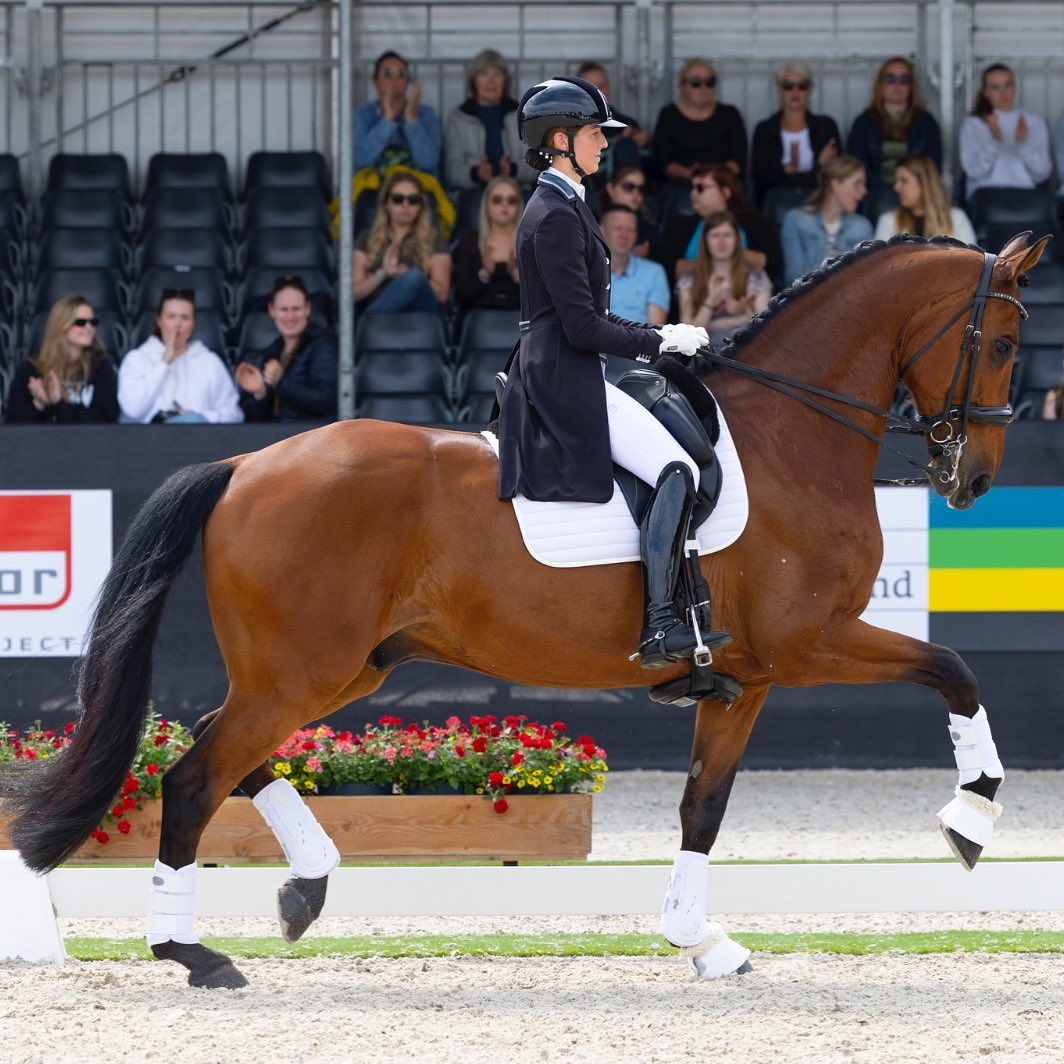 Plek vrij voor een trainingspaard🐴
Een van onze trainingspaarden is weer naar haar eigenaren.
Natuurlijk zijn wij blij als ons werk is geslaagd en de eigenaar zelf aan de slag kan met zijn/haar paard.
Stoeterij beauvande bedankt voor het vertrouwen en succes met Rayana @nicolette_vd_boomen
Ben jij op zoek naar een fijn adres, waar in alle rust met jouw paard getraind zal worden, waar jouw paard dagelijks buiten komt en er mogelijkheden zijn om jouw paard uit te laten brengen in de sport door een lichte tour /young riders amazone?
Ervaring met jonge hengsten.
Neem dan contact met mij op.