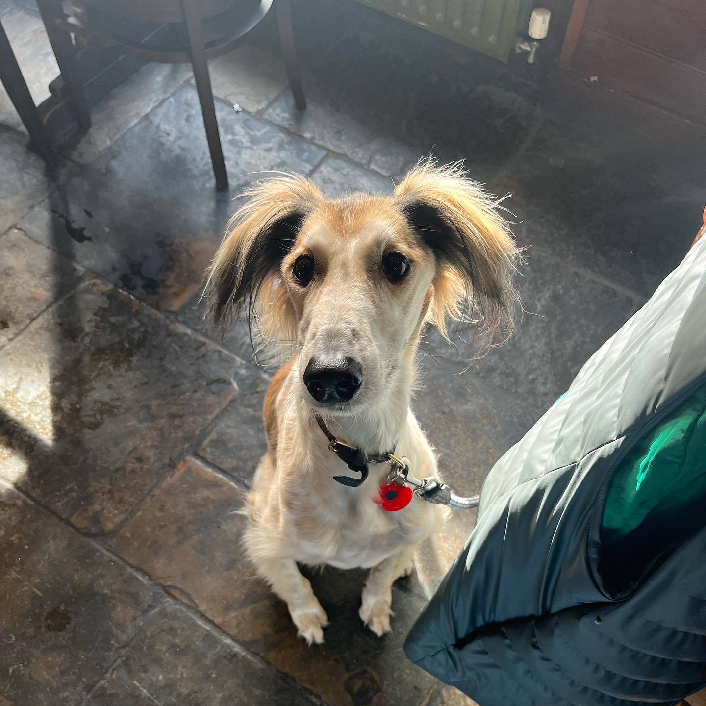 The staff here at the JHT love it when you bring your dogs to visit 🍻
#dogfriendly #dogsofinstagram #doginstagram #pub #realalepub #harveyspub #cutedog #friendly #pubs #lewes #visitlewes