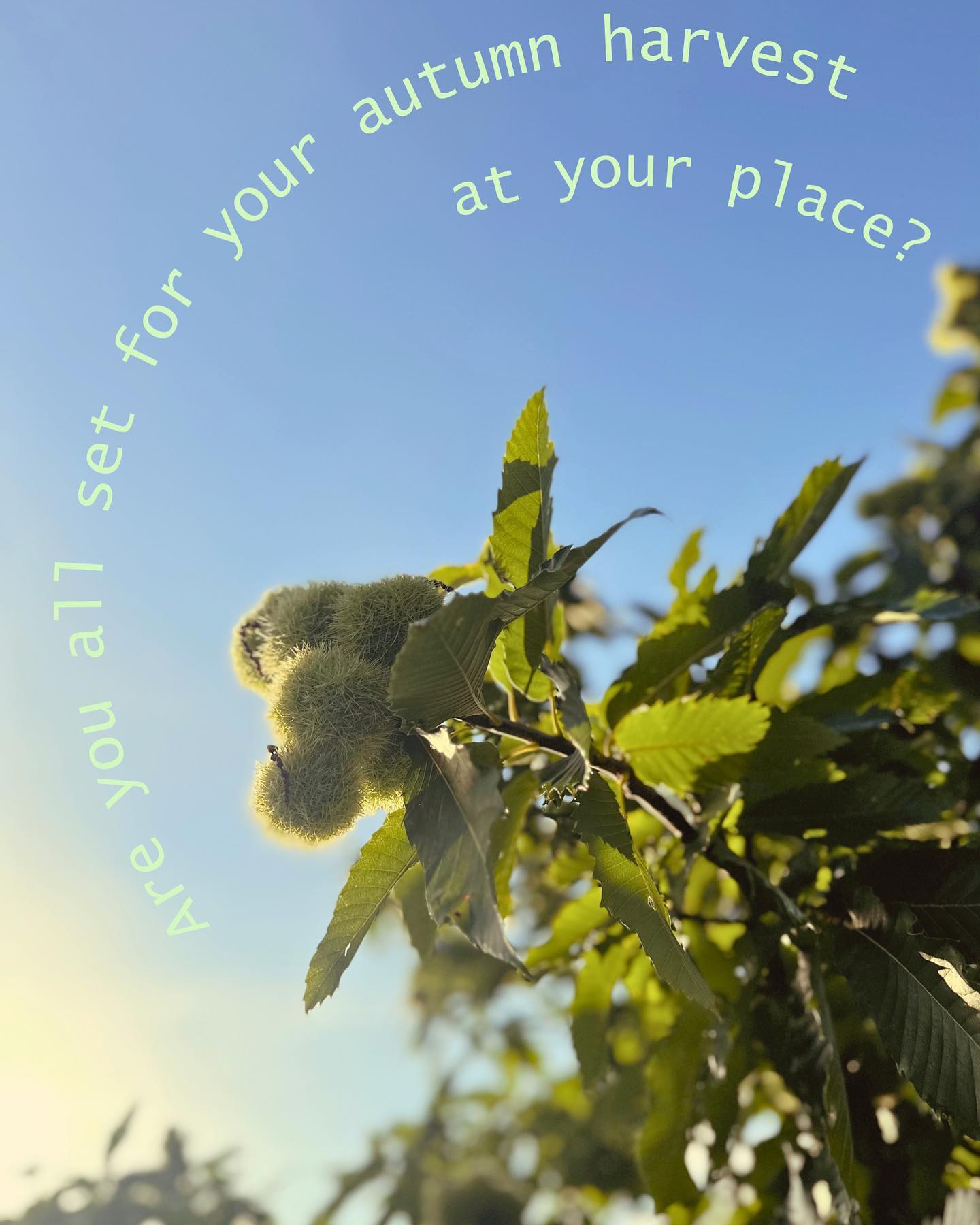 #autumnharvest #chestnuts #autumnmood #myharvest