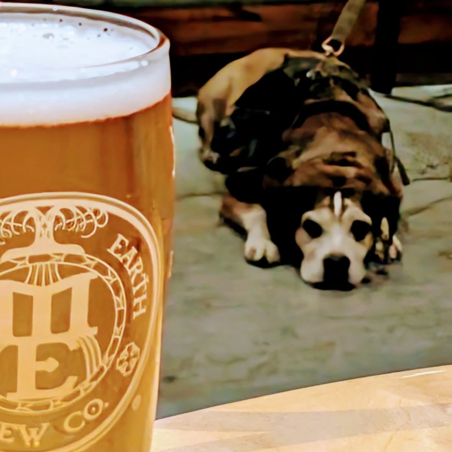 Drink local.
Enjoying a pint with a sleepy friend.
#breweryvisit #beer #beerme #beerstagram🍻 #beerlover