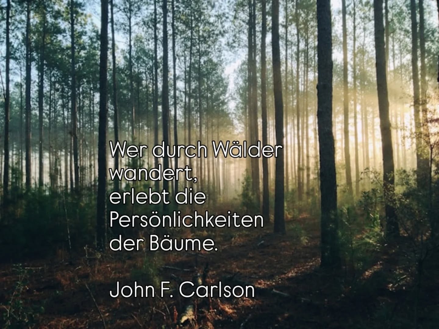 #diebaumfachfrau#waldliebe#forestlovers#treemagic#treeenergy