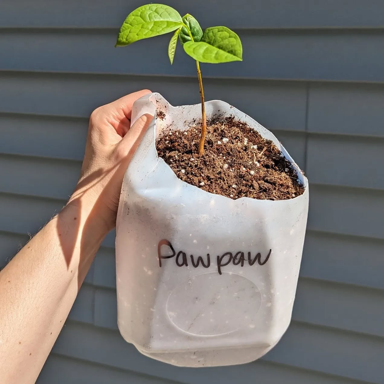 My back is killing me from an entire day of planting, but the website inventory is half(?) updated... And this is the most exciting offering (to me) of the season .... Pawpaw seedlings!! Ohio's largest native fruit tree! And so delicious!
After 6+ months of cold stratification in the fridge, these guys took another 2+ months to sprout after hitting soil.
I think they were worth the wait! 😍🥭 You'll need 2 trees for pollination, I have a feeling these guys will sell out fast!
Send me a message on social media or through the website if you want to come shop in person!
#druidgreenhouse #gardenersofcleveland #pawpawtree #ohiopawpaw #ohionative #clevelandgardens