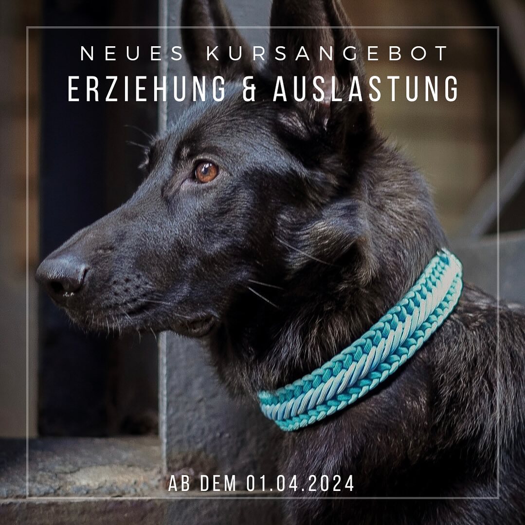 -Neues Kursangebot-
•
Im Bereich Erziehung & auch im Bereich Auslastung & Hundesport warten ein paar coole neue Angebote auf euch!
•
Neben den regulären Kursen, finden auch immer wieder aufregende Veranstaltungen und spannende Vorträge & Seminare statt.
Schaut dazu gerne mal auf unserer Homepage vorbei.
•
Den Link dorthin findet ihr in unser Bio ☺️
•
Falls ihr Wünsche habt, die wir aufgreifen sollen, schreibt uns dazu gerne eine Privatnachricht 🤭
•
Wir wünschen euch nun einen schönen Freitagabend und freuen uns auf einen tollen Hundesporttag morgen.
•
Was habt ihr für das Wochenende geplant?☺️