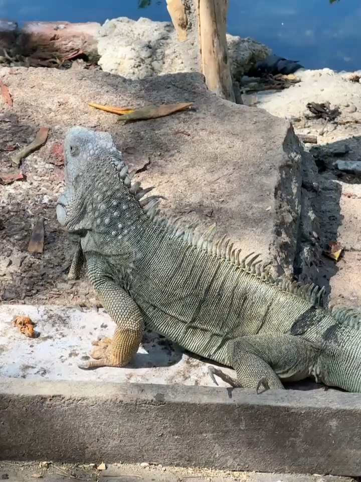 🦎 Parque de las iguanas @ Santa Marta
🦎 Iguanas park @ Santa Marta
#iguanas #santamarta #animalestropicales