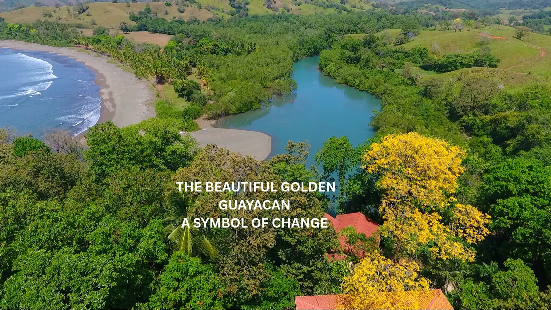 Golden season has arrived ✨🌼
For a few magical weeks each year, the guayacán tree explodes into brilliant yellow blooms, turning our surroundings into pure sunshine. It’s nature’s quiet reminder to slow down, look up, and stay a little longer.
Come for the surf, the sea, the stillness…
Stay for the guayacán. 🌳💛
https://www.morrillobeachresort.com/post/towering-flowering-golden-tree-in-panama
#Morrillo #AdventureTraveler #AdventurePanama
#SustainableTravels #SurfingLife #FamilyTravelAdventures #FamilyTravelMoments
#FamilyTravelIdeas #FamilyTravelAdventure #FamilyTravelTime
#AdventureFamilyTravel #AdventureTravelFamily
#AdventureTravelers #AdventureTraveller #AdventureTraveling
#FemaleSurf #WomenInSurfing #SurfChica #SurfingSisters
#femalesurfing #SurfChic #FemaleSurfer #GirlSurf
#GirlsThatSurf #GirlSurfer #SurfgirlMag #SurfAdventure #UncrowdedSurf #SurfPanama #SurfHoliday