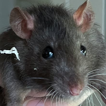 I could sit here and make excuses as to why I’ve been so quiet, not attended shows recently, etc. But it’s the same old same old.
- Homeschooling has me out of the house a ton but the children aren’t old enough to bring to rat shows yet.
- Work is busy. Which means I have to put my hobbies on the back burner 🥲
- I have nothing I want to bench. Seriously. All the of rats I think would be okay/wouldn’t be a waste of time to show aren’t old enough yet. I have a few unstandardised varieties that I’m happy with but obviously can’t do much with. (This isn’t a complaint, just a matter of fact 😂)
I’m planning to get to some shows this year with friends, though. I have the plans, I just need the time 🥴
Picture of BBQ as a baby and his ridiculous eyes.
.
.
.
#rat #rats #ratsofinstagram #ratsofinsta #petrats #petsofinstagram #dumborat #rodent #ratcommunity #breeder #ratbreeder #rodentsofinstagram #rodentsofig #rattiesofig #rattiesofinsta #ratsofinstagram #rodents #cute #pets #fancyrat