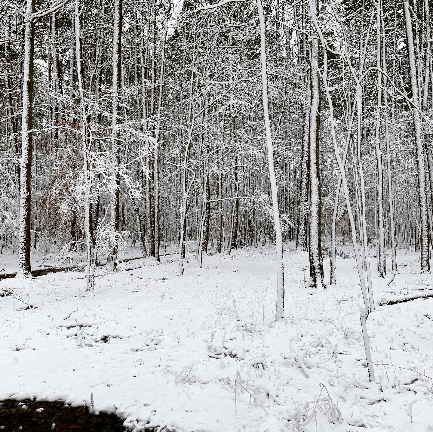 Happy Snow Day!
#snowday #interiordesign #nature