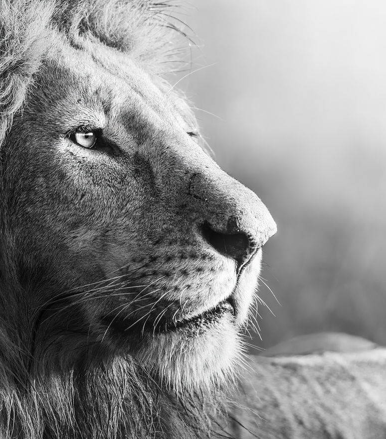 A face carved by battles, silence, and dominance.
This is not rage — this is control.
The king doesn’t roar all the time… sometimes he just looks.
📍 African wilderness
🌍 Planet GOGO Adventure
#lionhead
#kingofthejungle
#apexpredator
#wildafrica
#blackandwhitephotography
#safarimoments
#africanwildlife
#powerinsilence
#bigcatsofinstagram
#wildandfree
#planetgogoadventure
#natureunfiltered