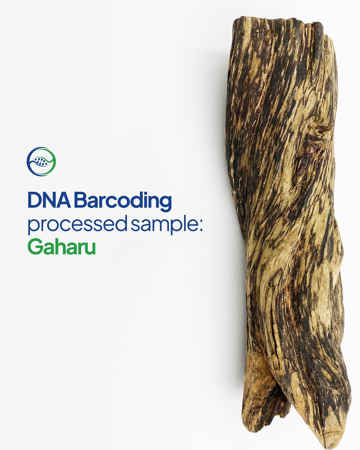 Aquilaria malaccensis, also known as agarwood or gaharu, is a tree species found in Southeast Asia, particularly in Malaysia, Indonesia, and Thailand. It belongs to the family Thymelaeaceae and is known for its fragrant resinous wood, which is highly valued in the perfume and incense industries.
—
Website oceanogen.com
Email contact@oceanogen.com
Instagram @oceanogen