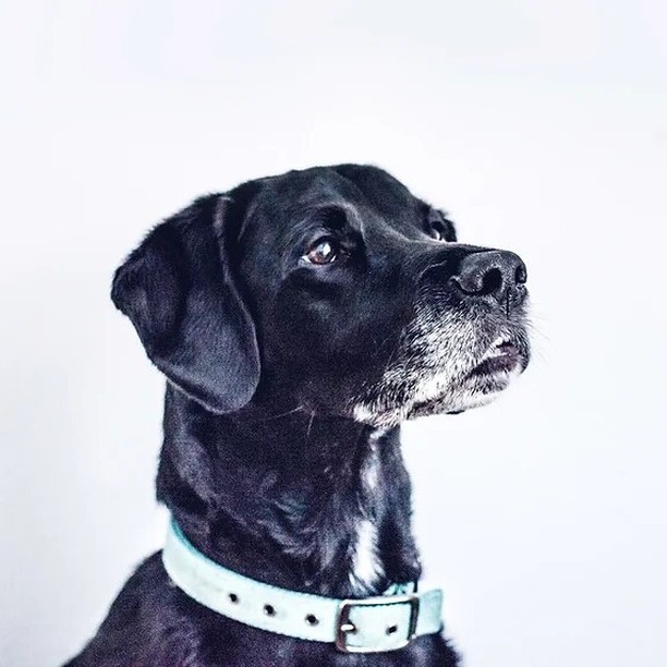 New service announcement!
We at Problem Pet Solutions understand that it is not always possible to afford a big outlay when buying a behaviour package. We are introducing a new service, our assessment visit where you can then add on further support on a as and when basis. This may help you to budget what you need while still claiming back the cost on your pet insurance if you have this. We still require referral from your vets and details of this service can be found on our website.
https://www.problempetsolutions.co.uk/dogs
#clinicalanimalbehaviourst #dogbehaviourist #dogbehaviour #dogtraining #newserivce #dogs #brightondogs #separationanxietydog #dogaggression #dogreactivity #dognoisesensitivity #resourceguardingindogs #humananimalbond #positiverewardstraining #sussexdogs #resucedogs #veterinaryreferral #dogtraining