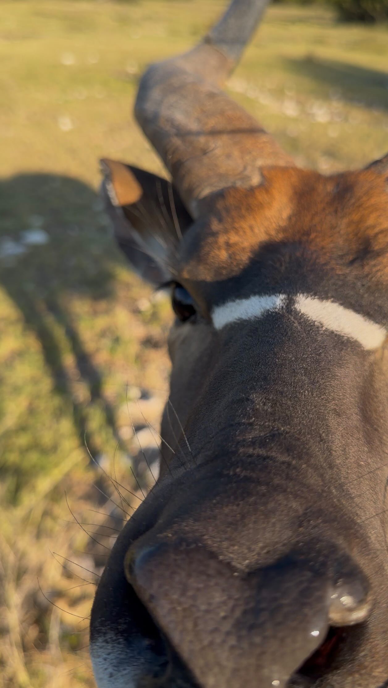 The practice doesn’t require the right motivation.
It meets you where you are
and teaches you how you meet life.
Not as a philosophy
but as a lived experience.
#yogaretreat
#yogasafari
#travelshorts
#wildliferetreat