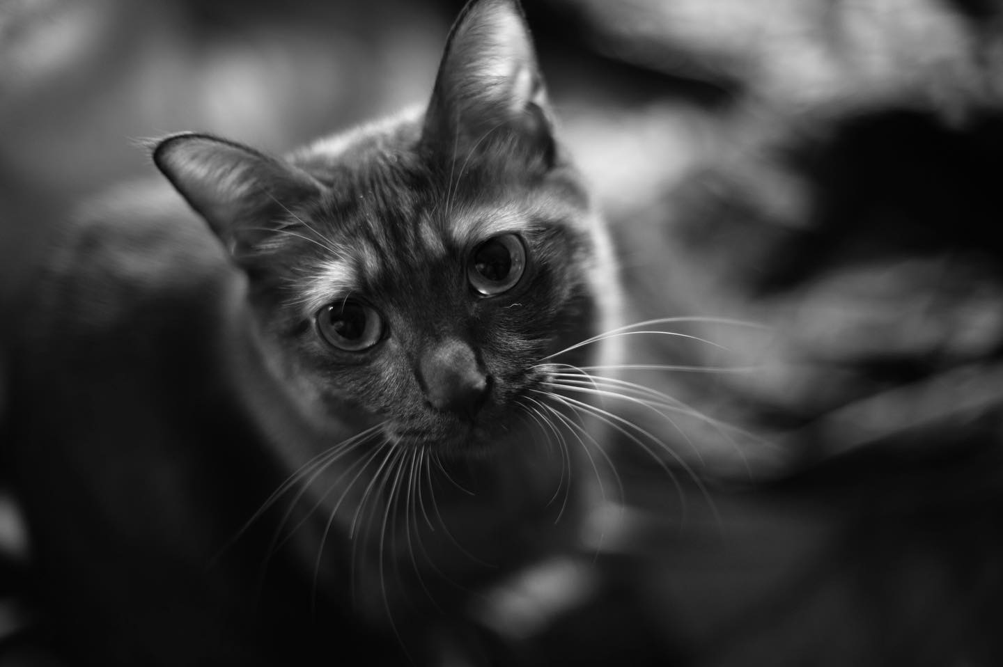 #nikonoldlens #nikon#bnw_planet#bnw_rose#bnw_captures#bnw_magazines#ig_today#bnw_kings#bw_awards#bnw_demand#pocket_bnw#rustlord_bnw#bw_divine#monochrome#ig_euras#bnw_life#bnw_oftheworld#bnw_society#bw_perfect#bnw_mycitylife#top_bnw#bnw_piemonte#igpowerclubbw#street_perfection#aquietlife #cat