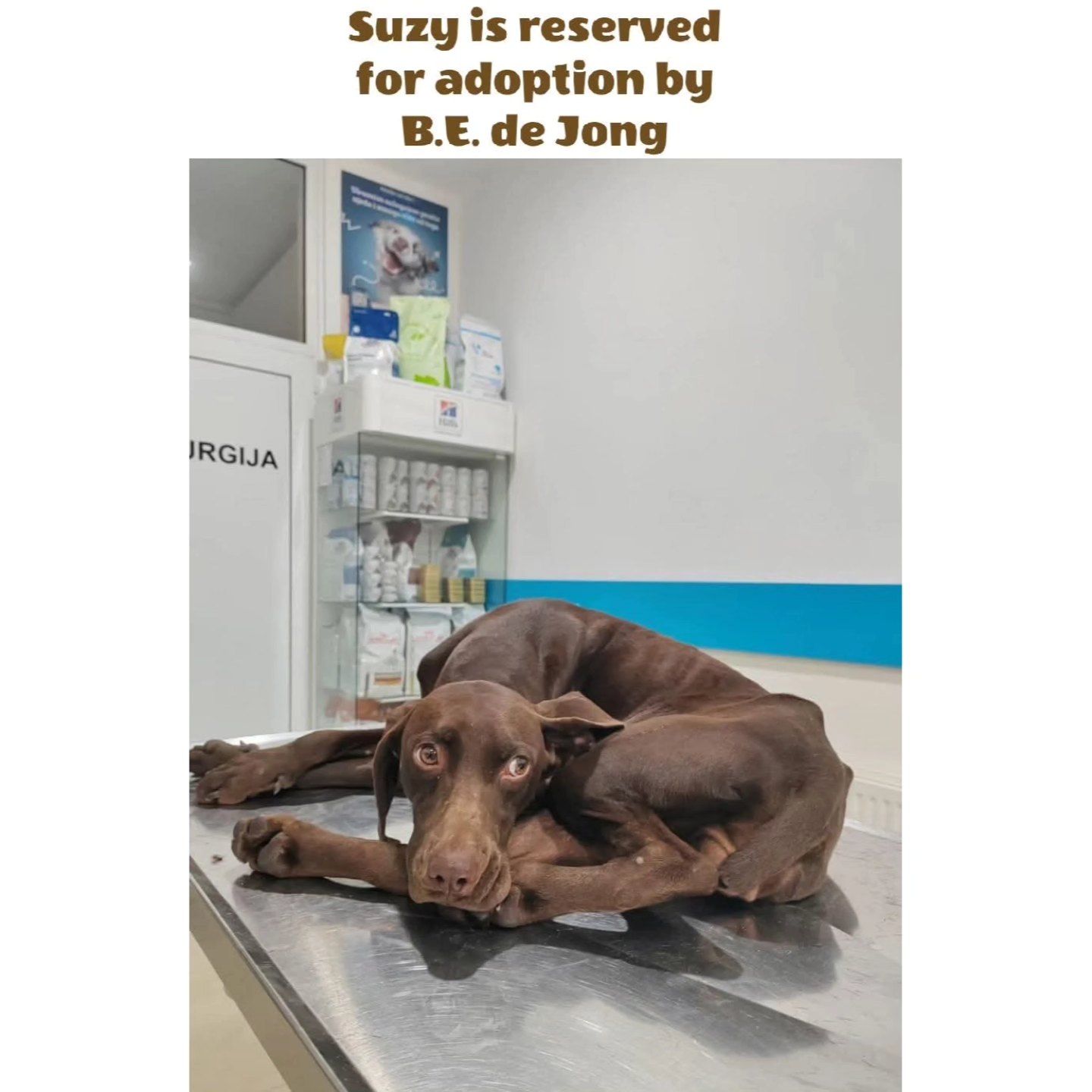 Dear B.E. de Jong, thank you very much for your contribution and support of €75,00 for Suzy💖🐾
Contact via email: gsprescuehr@gmail.com
Website: https://www.gsprescuehr.com/nl/contact.
#dontshopadopt#gspoftheday #gspcommunity#germanshorthairedpointerlovers #germanshorthairedpointerlovers #pointerlovers #gspcommunity #pointerlove #germanshorthairedpointer #birddog #pointersofinstagram #gsprescue #gspworld #gsp #gsplife #gsploverig #gsplovers #gspsofinstagram #gspuniverse @lydia_lidach #rescuedog #rescuedogsofinstagram #rescuedismyfavoritebreed#deutschkurzhaar