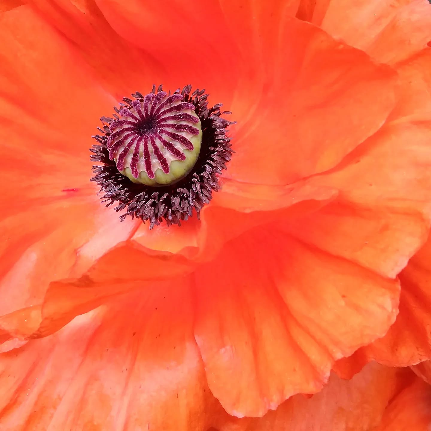 We will remember them. ♥️🥀
#poppyday #remembrance #remembrancesunday #remembranceday