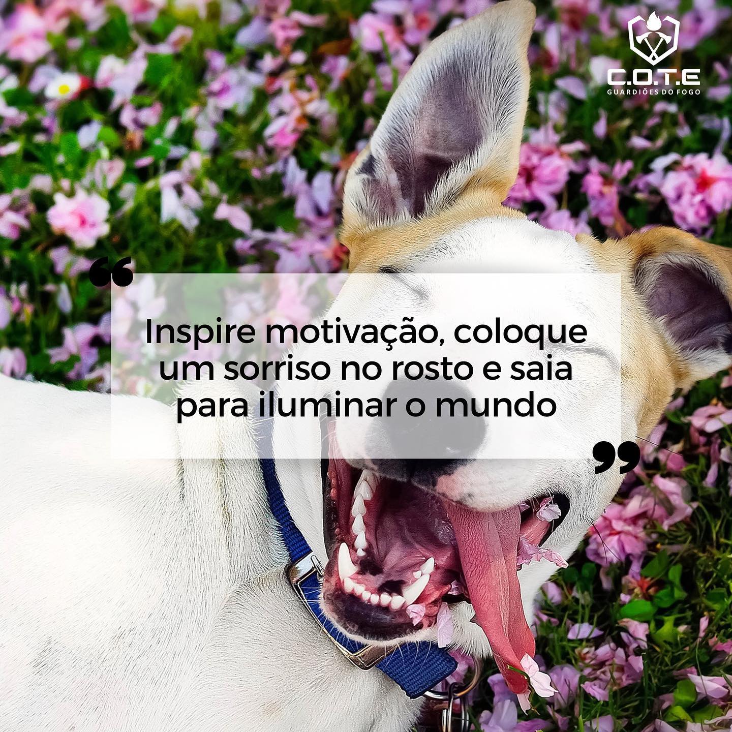 Floreça a luz que há dentro de você! ✨
⠀
Quando temos a inocência de uma criança, a energia de um adolescente, a humildade de um adulto e a sabedoria de um(a) senhor(a).
⠀
O sentido da nossa vida está completo! ❤️
⠀
C.O.T.E - Guardiões do Fogo,
“Lutando pela sua vida e seu futuro.”