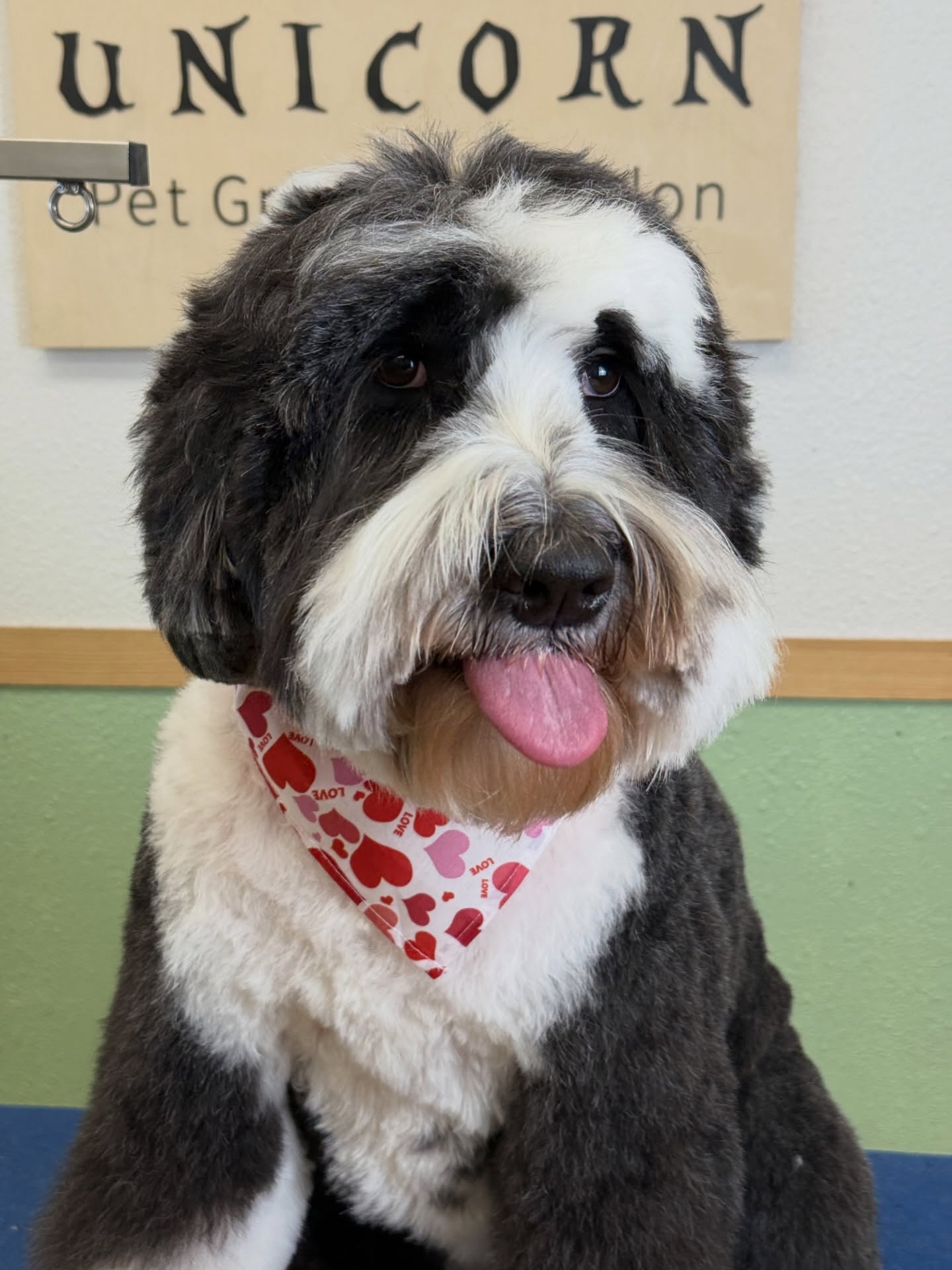 Transform your pet’s look with precision and care. ✨
At Unicorn Pet Salon, every grooming session is tailored to your furry friend’s unique needs.
📍 18582 Beach Blvd STE 8C, Huntington Beach, CA 92648
📞 949-508-9155
🐾 Ready to book? Tap the link in our bio to reserve your appointment today!
💻 https://www.unicornpetsalon.com/book-online