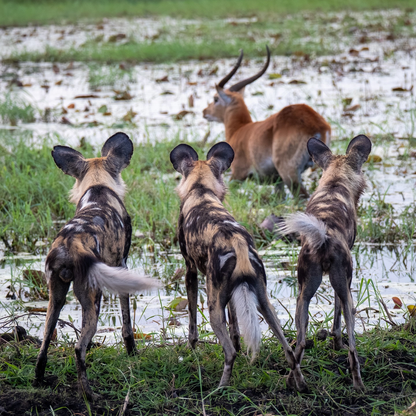 T&T Guest Adventures in 2025!
Last year, T&T guests adventured to off the beaten track to destinations all over Africa, enjoying desert sunsets in Namibia’s Skeleton Coast National Park, watching wild dogs hunt in the channels of the Okavango Delta, encountering elephants on two feet while on a walking safari in Zimbabwe’s Mana Pools NP, and watching elephants dive for vegetation beneath Lake Rwanyakazinga in Rwanda’s Akagera National Park, to name but a few! Stay tuned to see some more incredible guest photos taken in 2025.
#trunksandtracks #traveldesigners #bespokesafari #sustainabletravel #thisisafrica