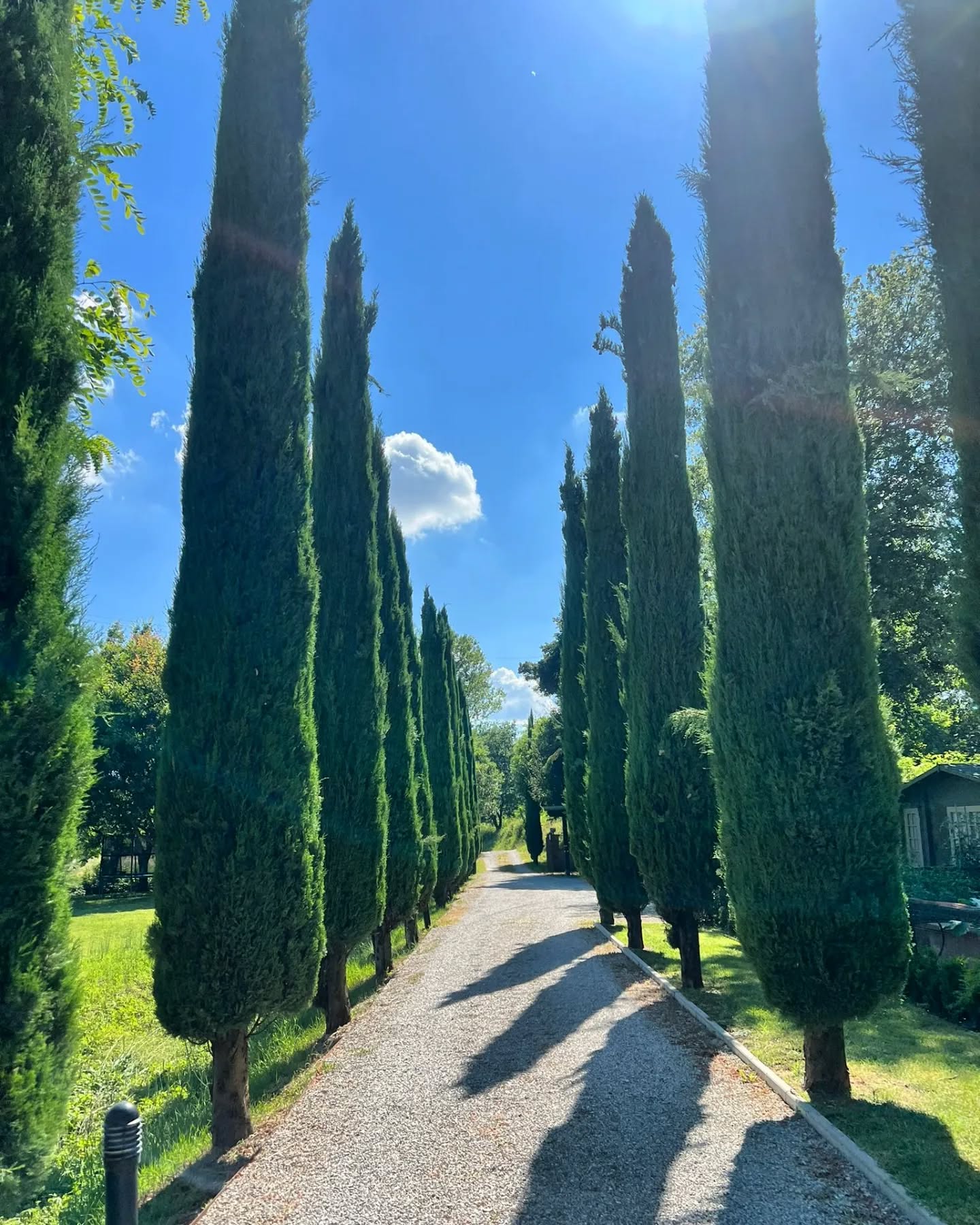 A little piccie from our morning walks. It's breezy, it's still cool and we're surrounded by the quintessential cypress trees! Can you think of anything more tuscan?
We're now just off for a prosciutto and melone lunch, another horrible day in the office!