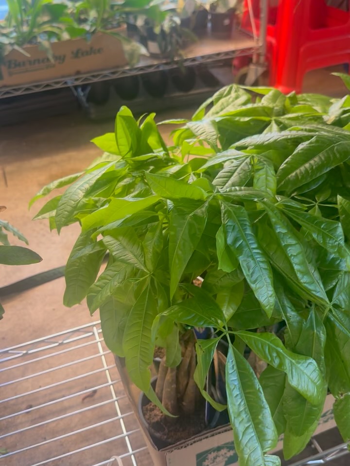 Some of our plants in stock