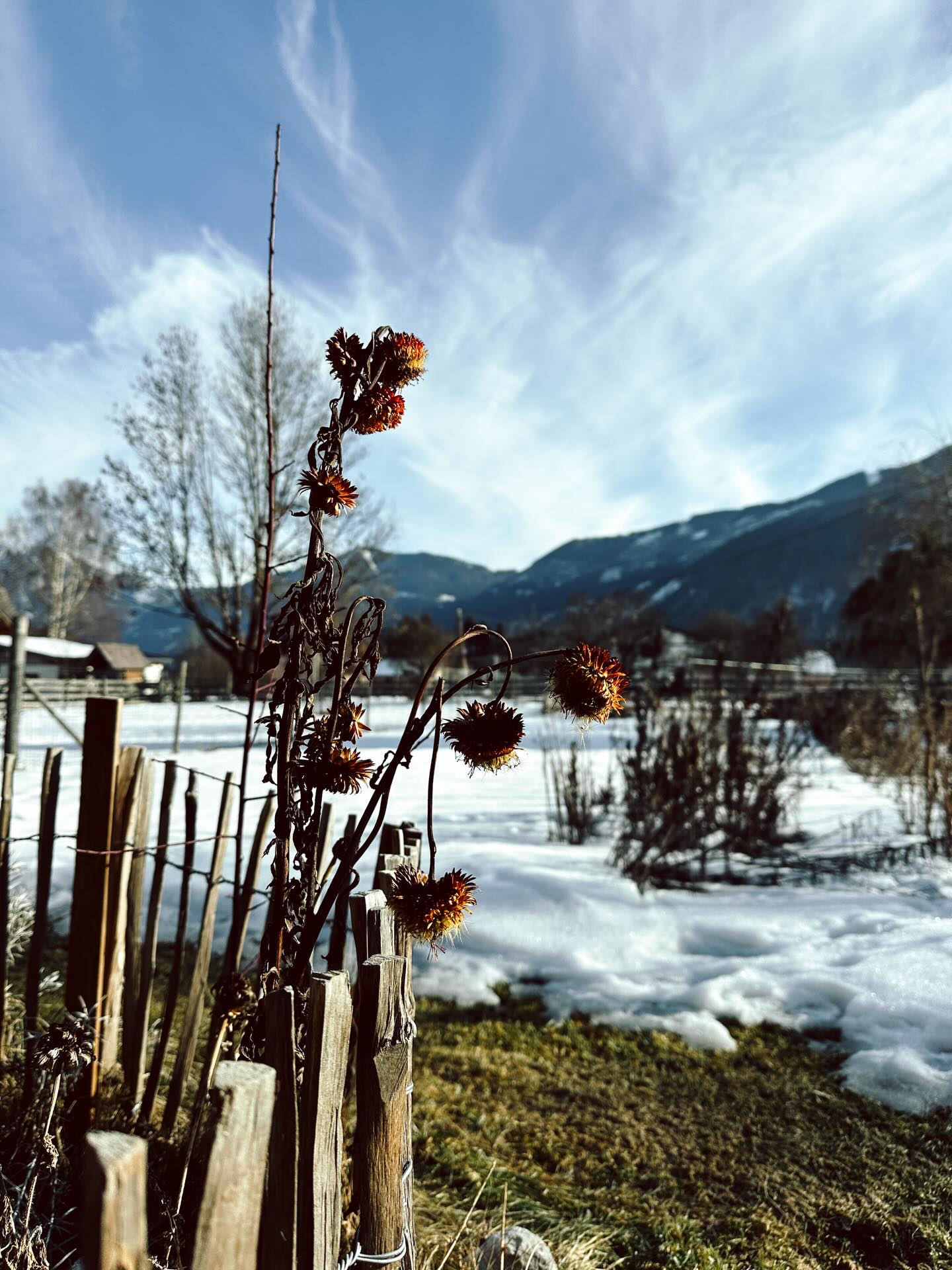Der winterliche Garten ist gerade besonders schön. Ganz in Slowflower-Manier haben wir alles genauso stehen gelassen, wie es die Natur auch machen würde. Und dadurch haben jetzt nicht nur die Vogerl was zu essen, sondern wir auch einen Garten voll Trockenblumen, dessen Schönheit eine ganz besondere ist. 🤍
#blumendieanmorgendenken #wintergarten #strohblume #bluehmelei #wiesdienaturmacht