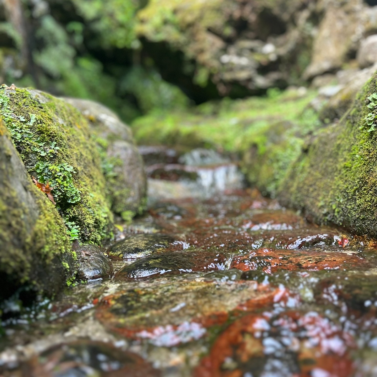 In Saijo City, Ehime, water itself is a precious treasure. 💧✨
Experience the purity and taste of Saijo’s pristine streams—where nature’s gift becomes a true attraction. Let the clear waters refresh your senses and spirit.
À Saijo, dans la préfecture d’Ehime, l’eau est une ressource touristique précieuse. 💧✨
Venez goûter et ressentir la pureté des eaux cristallines de Saijo—un véritable cadeau de la nature. Une expérience rafraîchissante pour les sens et l’esprit.
#ExploreSetouchi #SamuraiJourney #SetouchiBreweryTour #SetouchiSamurai #JapaneseBrewingArt #SamuraiAndNature #HeritageAndFlavor