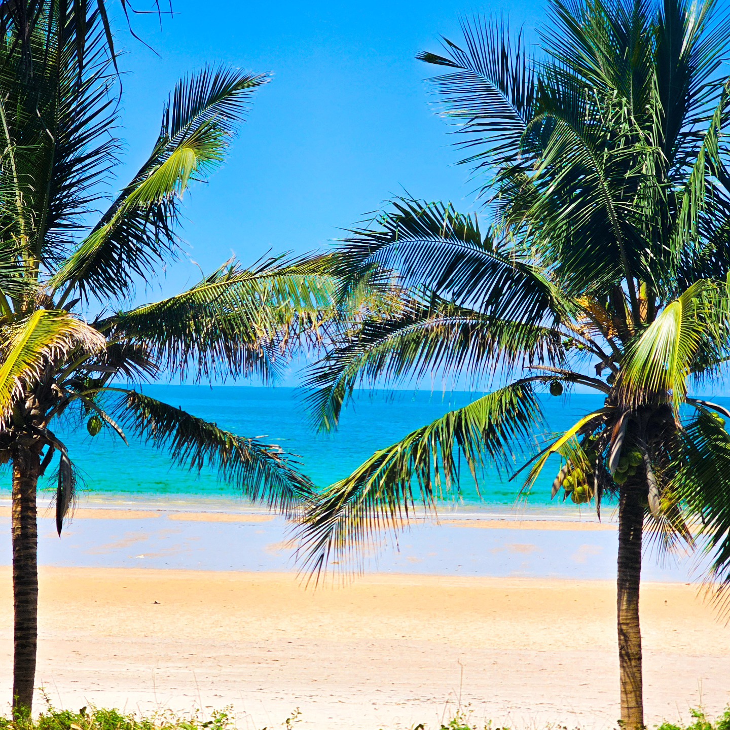 Do you guys think the judges will tell it's artificial if I do a heart on my Contest hardscape?
If it happens in nature....
#heart
#beach
#palms
#hardscapedesign
#hardscapeideas
#inspiration
#relax
#judges
#contest
#saac2025
#iaplc2025