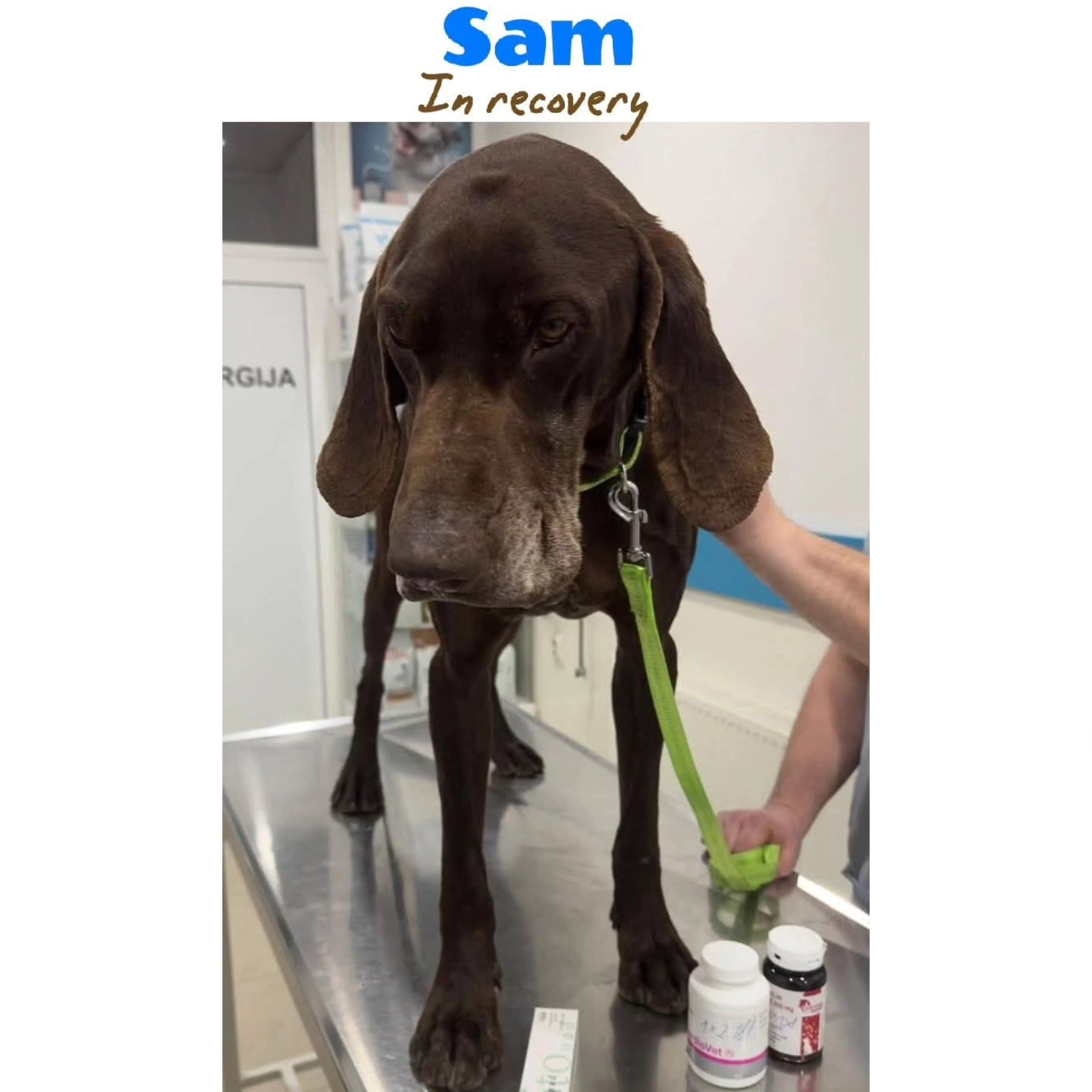 Thank you very much for your contribution
❤️🐾Marinda Van Den Heever
€25,48
❤️🐾Carlijn & Bliss Van Cronenberg
€10,24
❤️🐾Maaike Aal
€25,65
❤️🐾Danielle Mertens
€10,00
❤️🐾Fenja Bosman
€5,00
❤️🐾Conny Neuburger
€5,13
❤️🐾Anita Post
€10,24
❤️🐾Debby Leeves
€18,02
❤️🐾Anonymous donor
€25,59
❤️🐾Joop and Riet Priem
€5,13
We appreciate your wholeheaerted support💝
Contact via email: gsprescuehr@gmail.com
Website: https://www.gsprescuehr.com/nl/contact.
#dontshopadopt#gspoftheday #gspcommunity#germanshorthairedpointerlovers #germanshorthairedpointerlovers #pointerlovers #gspcommunity #pointerlove #germanshorthairedpointer #birddog #pointersofinstagram #gsprescue #gspworld #gsp #gsplife #gsploverig #gsplovers #gspsofinstagram #gspuniverse @lydia_lidach #rescuedog #rescuedogsofinstagram #rescuedismyfavoritebreed#deutschkurzhaar