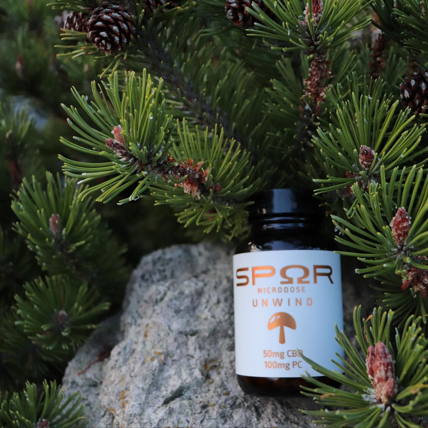 Did you know lightning can boost mushroom growth? ⚡️🍄
Researchers have bombarded several species of mushrooms with artificial lightning strikes and found it effective In several species. But, had the biggest effect on shiitake mushrooms.
Exposure to indirect lightning strikes can double a shiitake crop!
#lightning #shiitake #facts