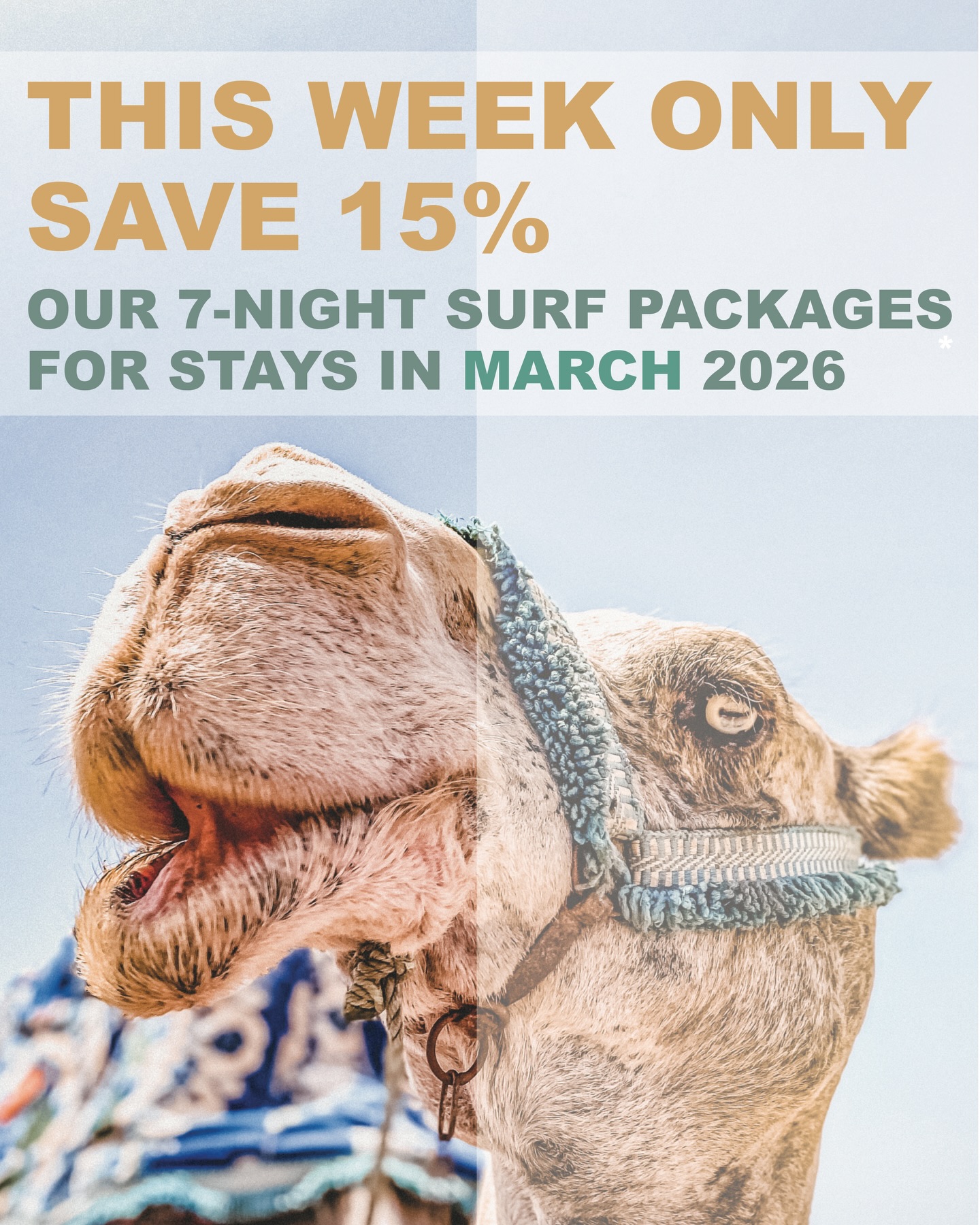 Sometimes even the camels know when it’s time to slow down…
and sometimes it’s time to paddle out.
✨ THIS WEEK ONLY ✨
Save 15% on our 7-night surf packages for March 2026
Golden light, uncrowded lineups, long beach days & that easy-going Wave Gypsy feeling.
March is magic here and now it comes with a little extra love.
Book this week & ride into spring with us!
Link in bio.
#wavegypsy #surfandrelax #moroccosurf #morocco #surflife