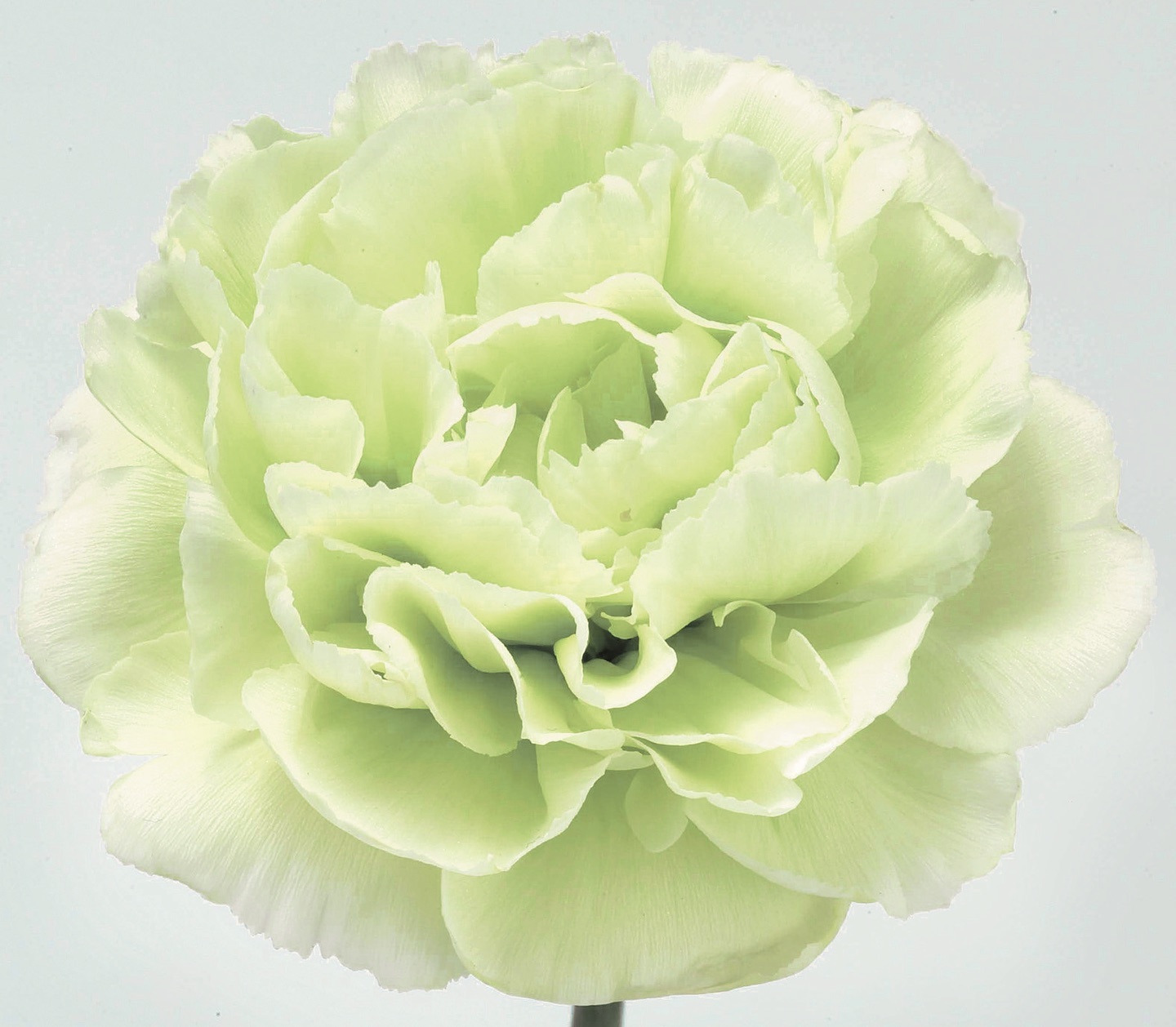 Pure & clean- Aqua Green
From our standards varieties
.
.
.
.
.
.
.
#love #TFLers #tweegram #photooftheday #20likes #amazing #smile #follow4follow #like4like #look #instalike #igers #picoftheday #food #instadaily #instafollow #followme #girl #iphoneonly #instagood #bestoftheday #instacool #instago #all_shots #follow #webstagram #colorful #style #swag