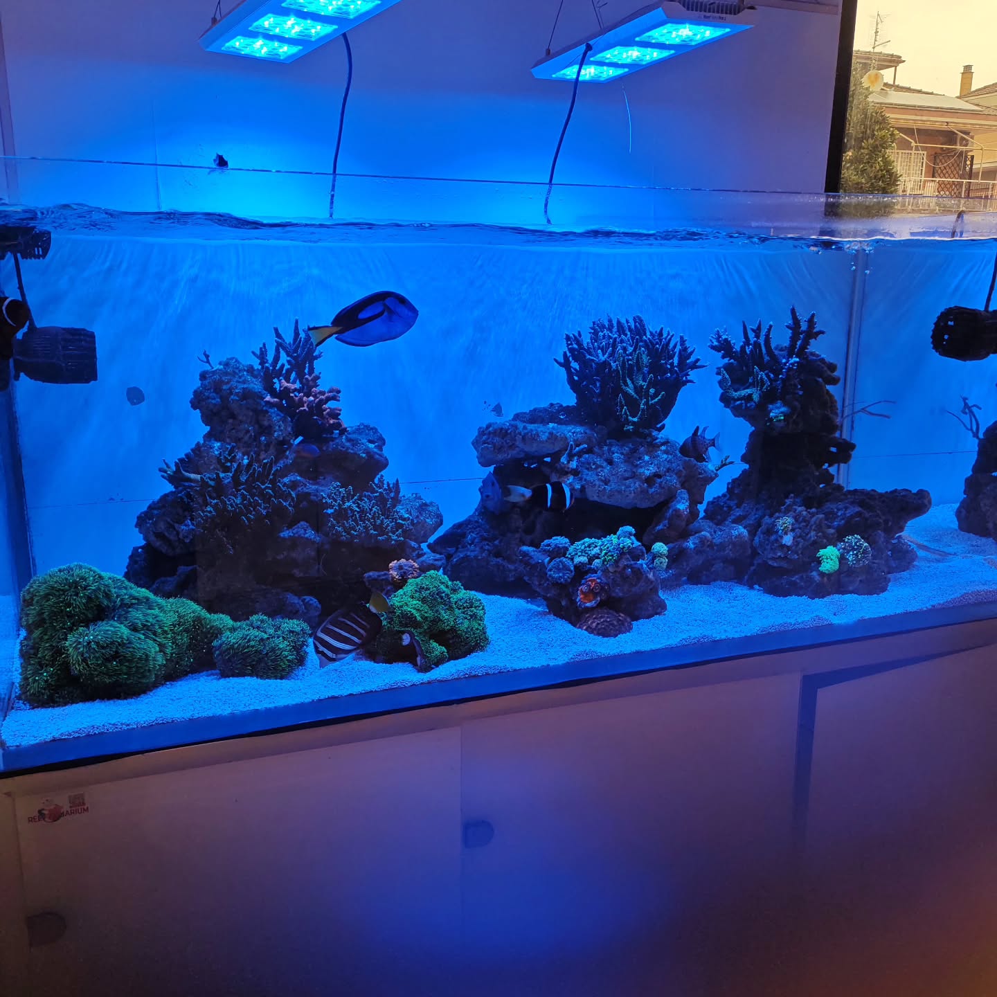 🌊 Week 4 completed 🌊
Prodotti base ✔️
BacterMix + BacterNitrix + enzimi (1x settimana) Tutto Yorah. (prodotti disponibili nel nostro negozio o online)
Www.reef-aquarium.it
🪨 Rocce pulitissime
🌱 Alghe sotto controllo
⚪ Aragonite inserita da pochi giorni → EFFETTO WOW
⚗️ Chimica perfetta
🌈 Coralli super reattivi
💧 Acqua limpidissima
#reefaquariumanimali
#Yorah
#AcquariDiBarriera
#acquariomarino
Leo Carcione