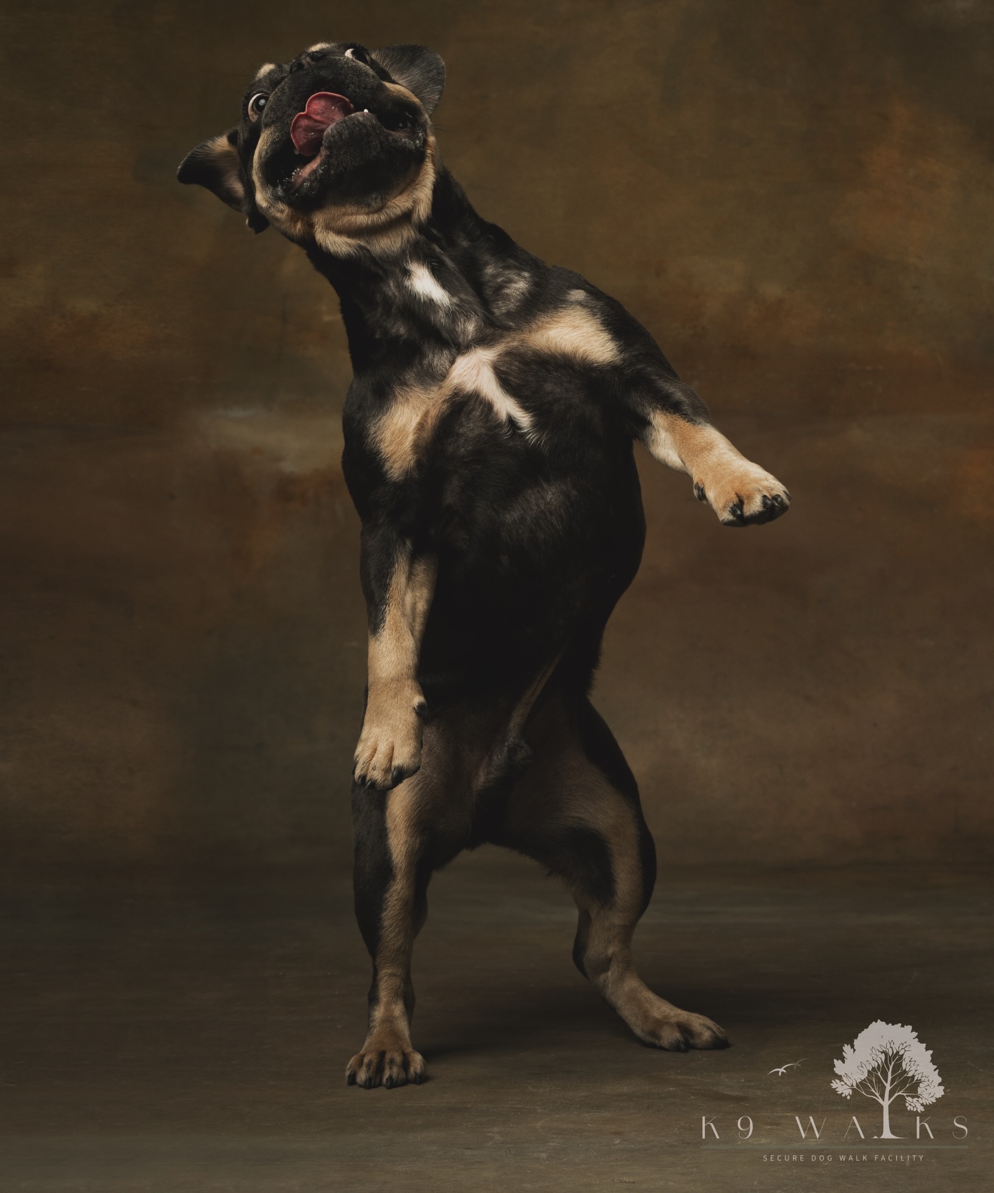 ✨ We’re so excited to announce K9 Walks! ✨
A brand new enclosed dog walk located at Fletchers Bridge, Cardinham 🐕🌿
A safe, secure space where dogs can run free, explore, and enjoy off-lead fun — with total peace of mind for owners.
We’re working hard behind the scenes to open as soon as possible, and we can’t wait to welcome you and your four-legged friends! 🐾💛
Please like, share, and tell all your friends — let’s spread the word! 🙌🐶 #dogwalk #cornwall #cornwalife #cardinhamwoods