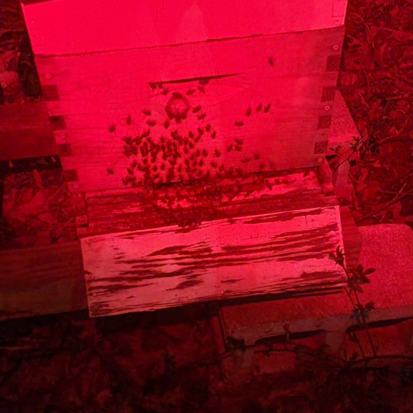 Walking around last night and saw this. Here in Maryland early April this is a good sign the bees need more space. Early swarms this years!!!