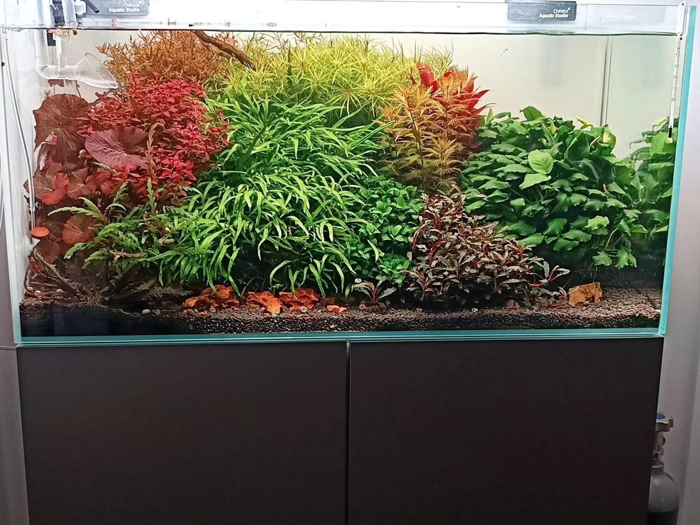 🌱 Una giungla sommersa, viva e in piena forma
Piante rigogliose, volumi pieni e contrasti di colore che riempiono la vasca di energia. Qui la natura cresce forte e compatta, mostrando tutto il suo potenziale.
Grazie al protocollo Unica, l’equilibrio è costante, la manutenzione è sotto controllo e la vasca esprime salute e armonia giorno dopo giorno.
💬 Sei più da layout ordinato o da giungla selvaggia?
#aquascaping
#acquariopiantumato
#protocolloUnica