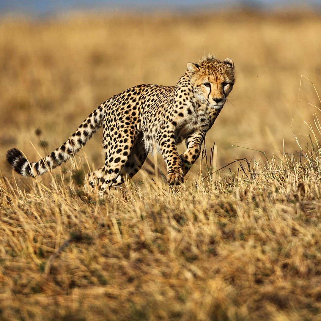 Cheetah - These fierce felines hunt during the day to avoid competition from other powerful predators such as lions, hyenas and leopards. When the time is right, they sprint from cover, knock down their victim and kill it with a bite to the throat.