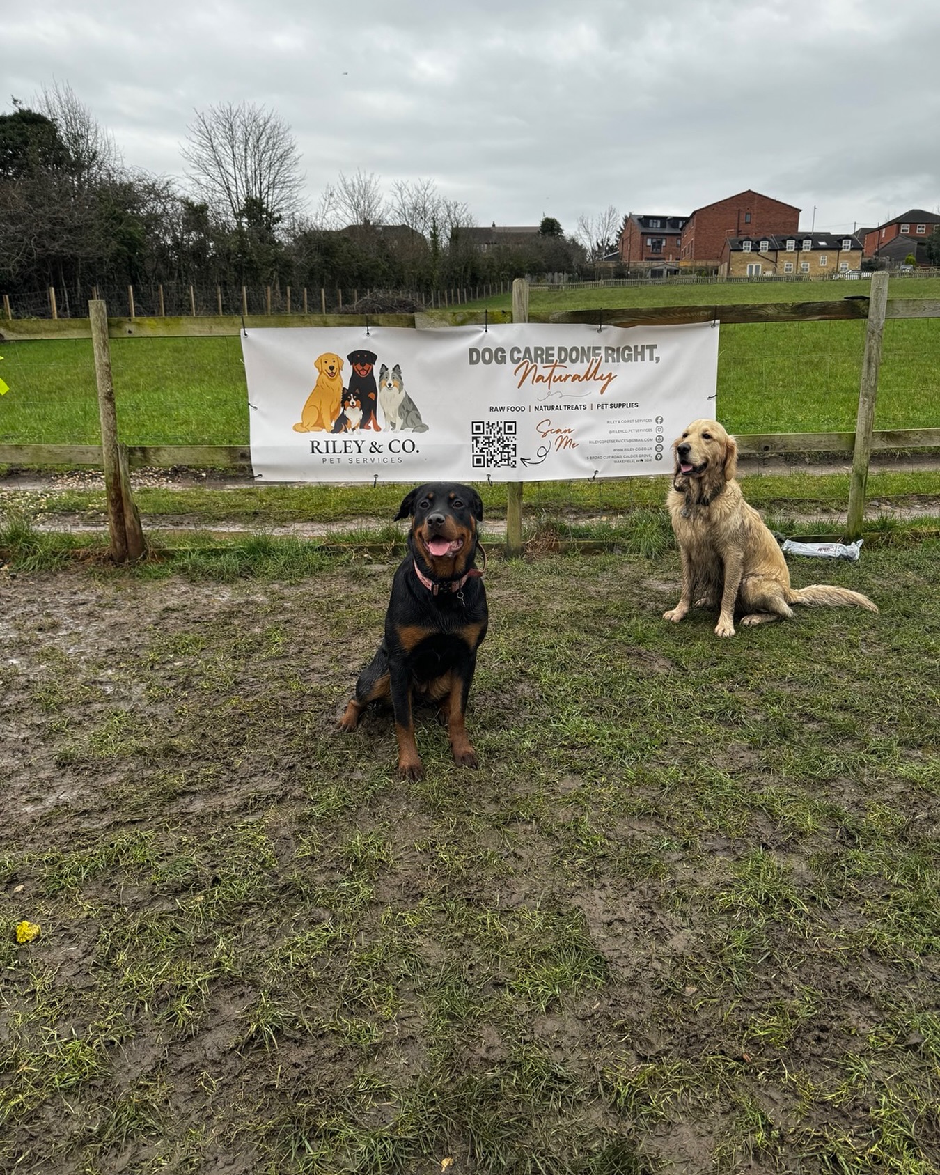 These two have clearly had the best time at the dog park 😂🌧️ My muddy models! ❤️
Now we want to see YOUR dog 👀🐶
👇 Drop a photo in the comments! Muddy, goofy, cute… all welcome! 😍
#dog #dogs #dogsofinstagram #goldenretriever #rottweiler