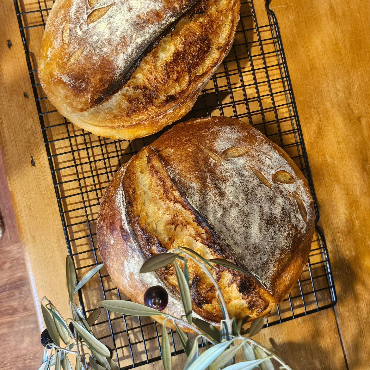 I've recently split my sourdough starter into 2, feeding one with 30% dark rye & 70% white, as I always have, and the other, feeding it with only white flour. These are my first loaves from my white flour fed starter, and they are magnificentš„°super happy with themš„°
.
.
.
#sourdough #homemadesourdough #homemadebread #lookwhatimade #farmliving #farmlife #farmingĀ
#mindfulliving #simplepleasures #cottagegardenĀ #camdennsw #farmgirl #farmtotable #gorgeousfarm #beautifulfarmhouse